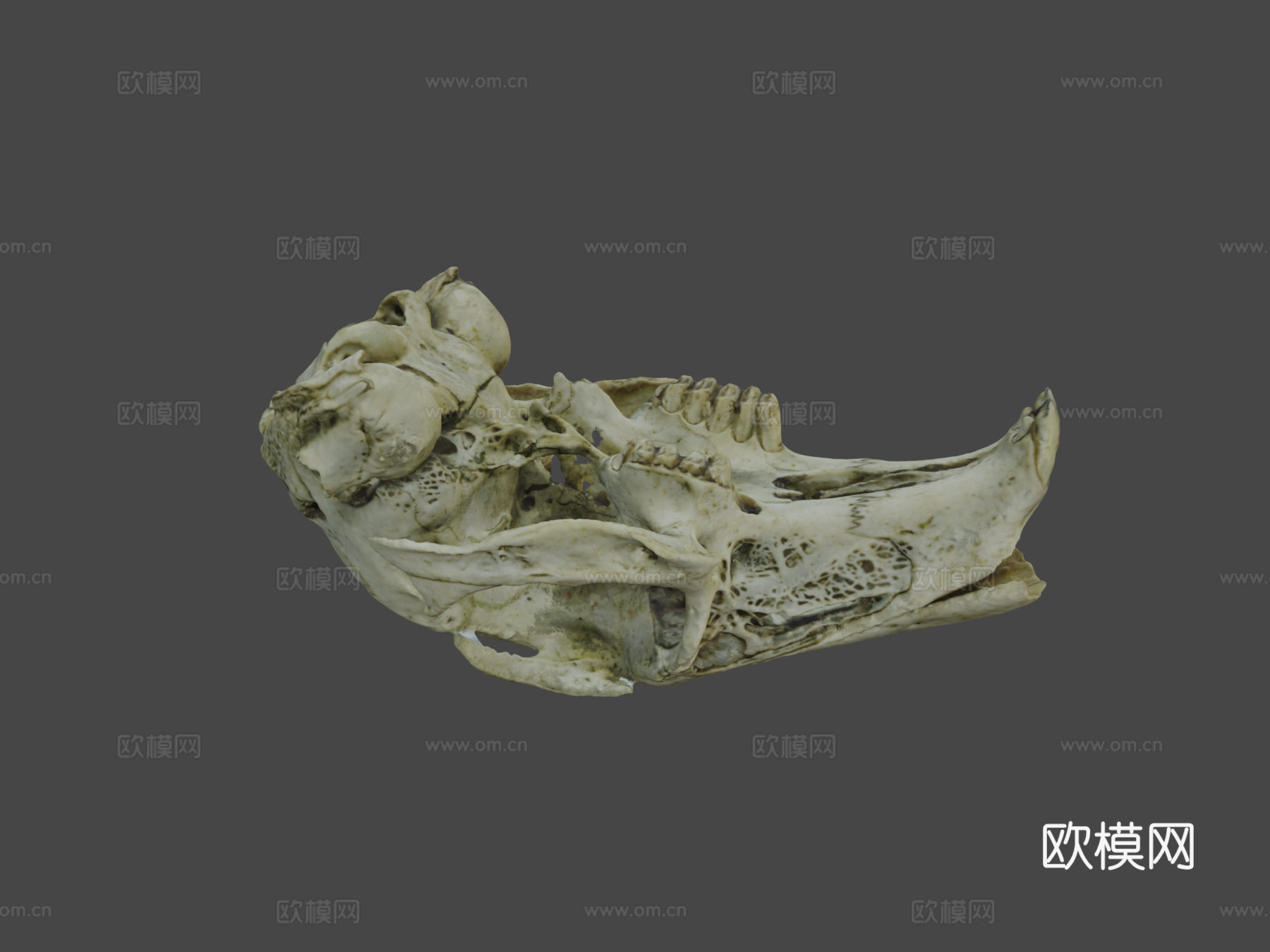 兔头骨摄影测量法3d模型