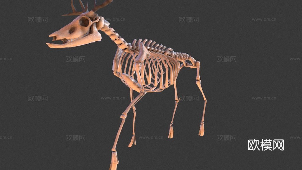 低多边形鹿骨架3d模型