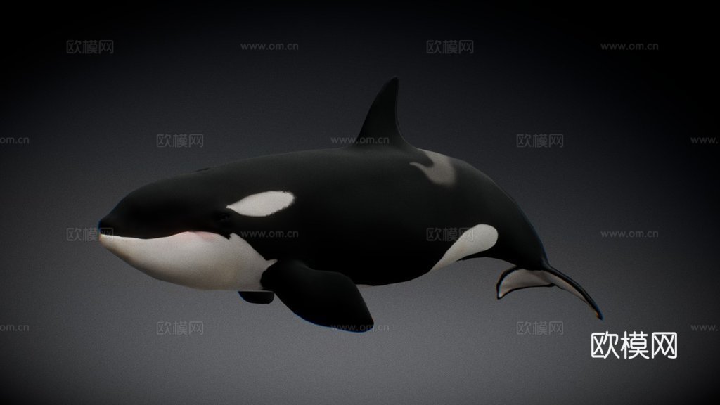 雌性虎鲸3d模型