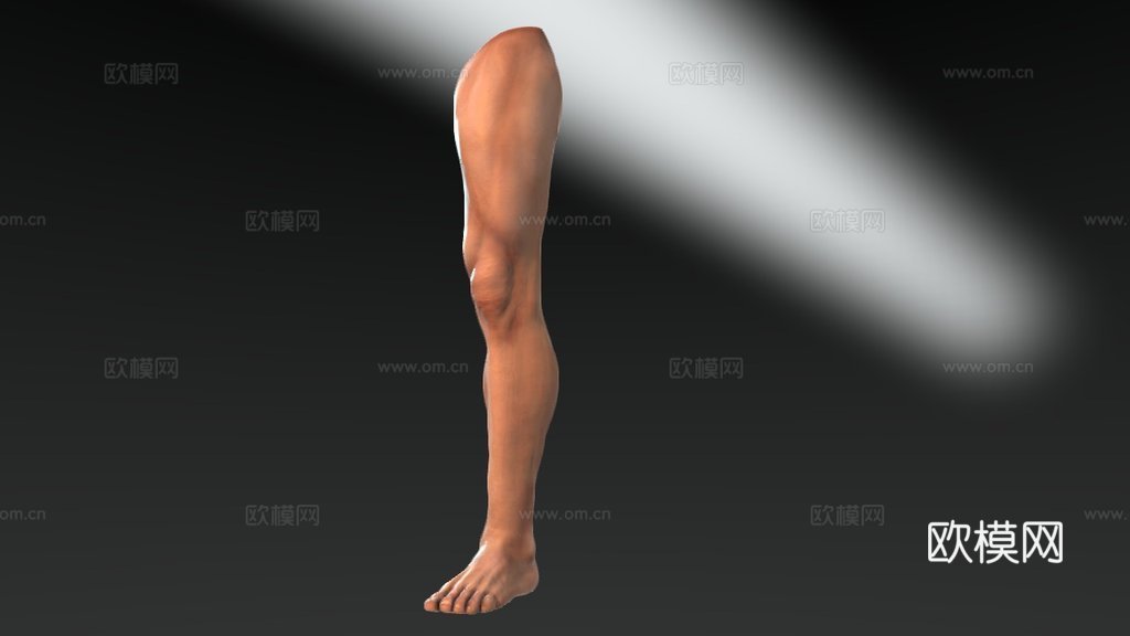 腿3d模型