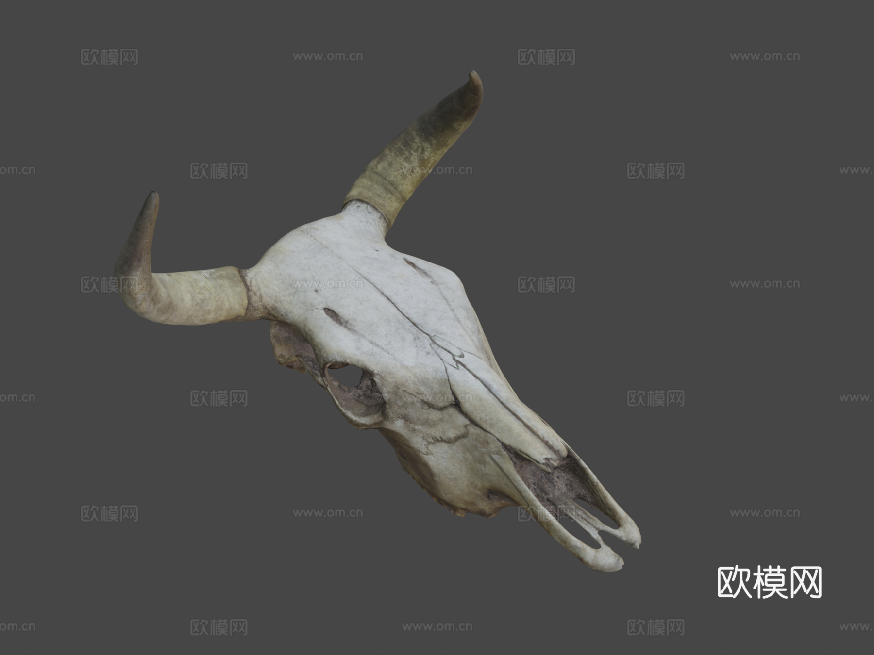 肮脏牛头骨3d模型