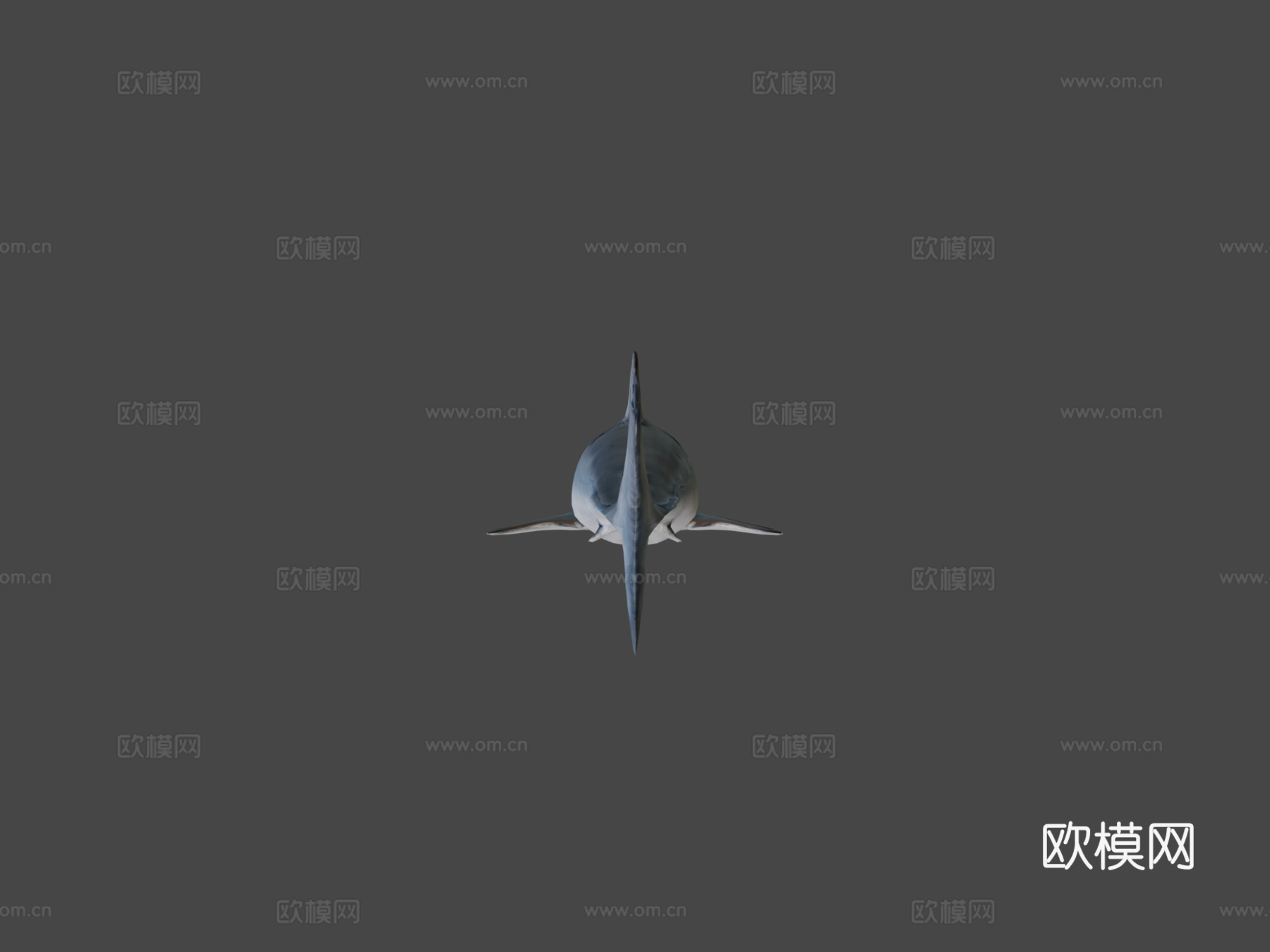 A型-短鳍灰鲭鲨3d模型