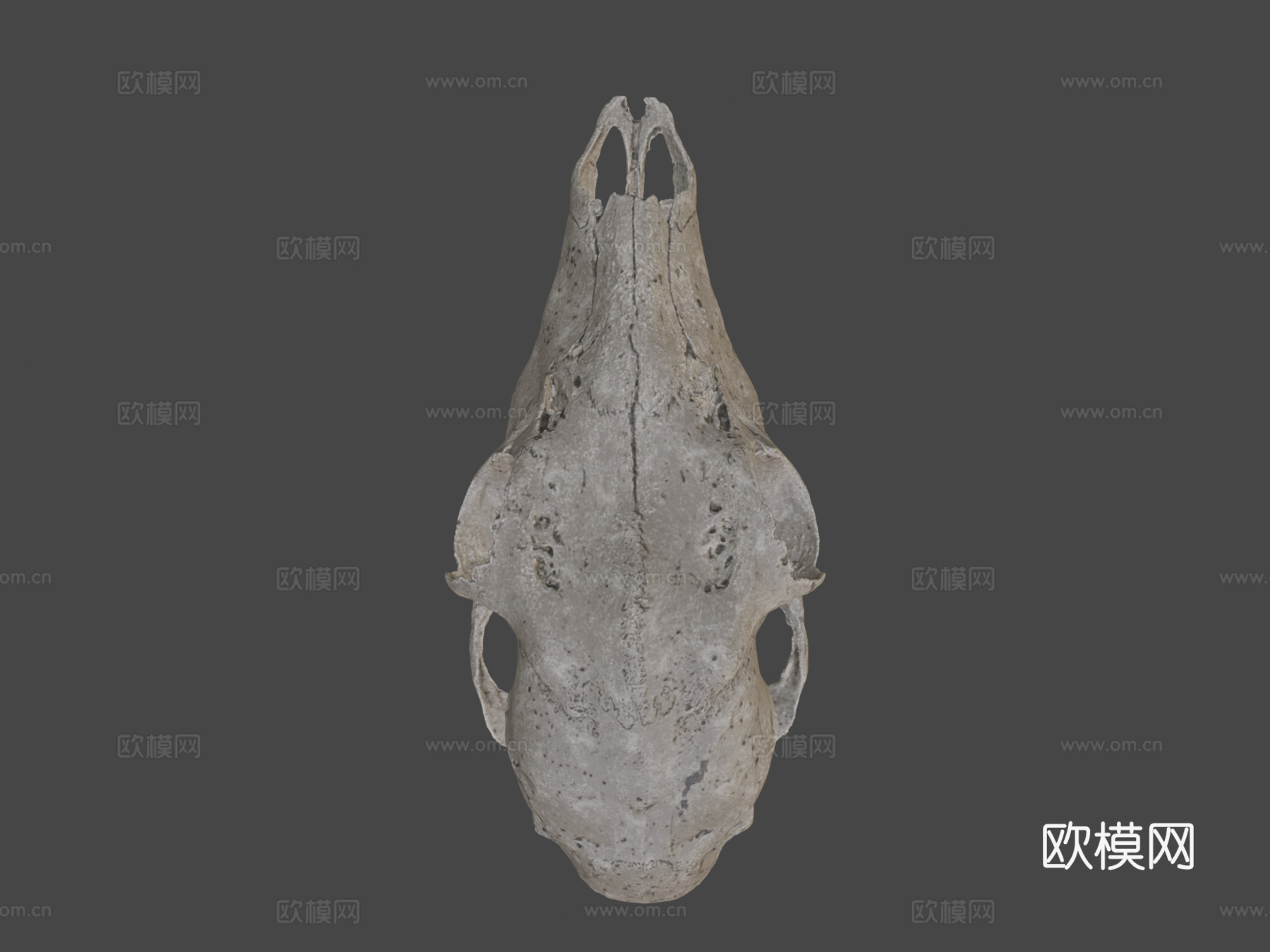 鹿头骨3d模型