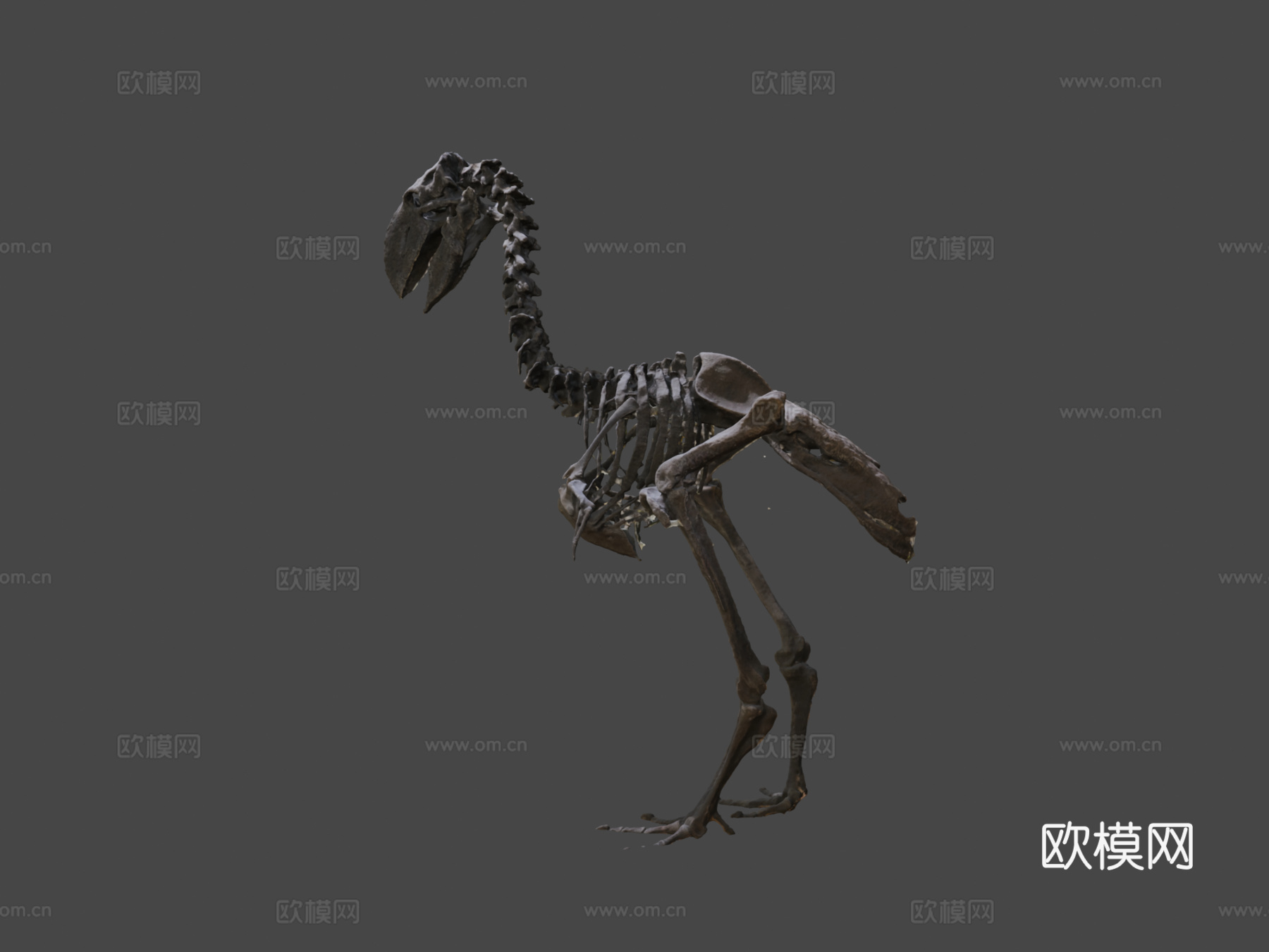不飞鸟化石骨架3d模型