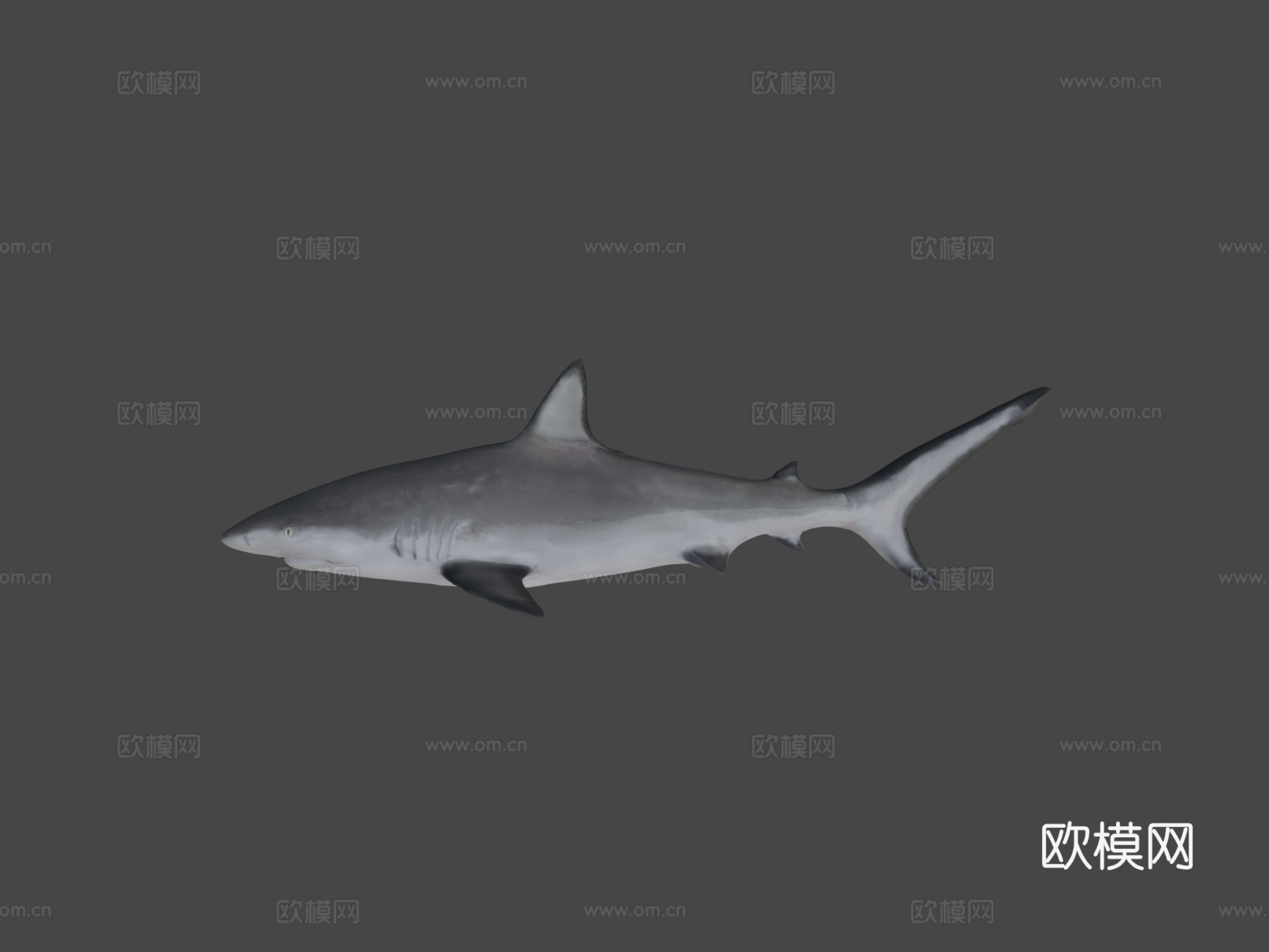A模型-加勒比礁鲨3d模型
