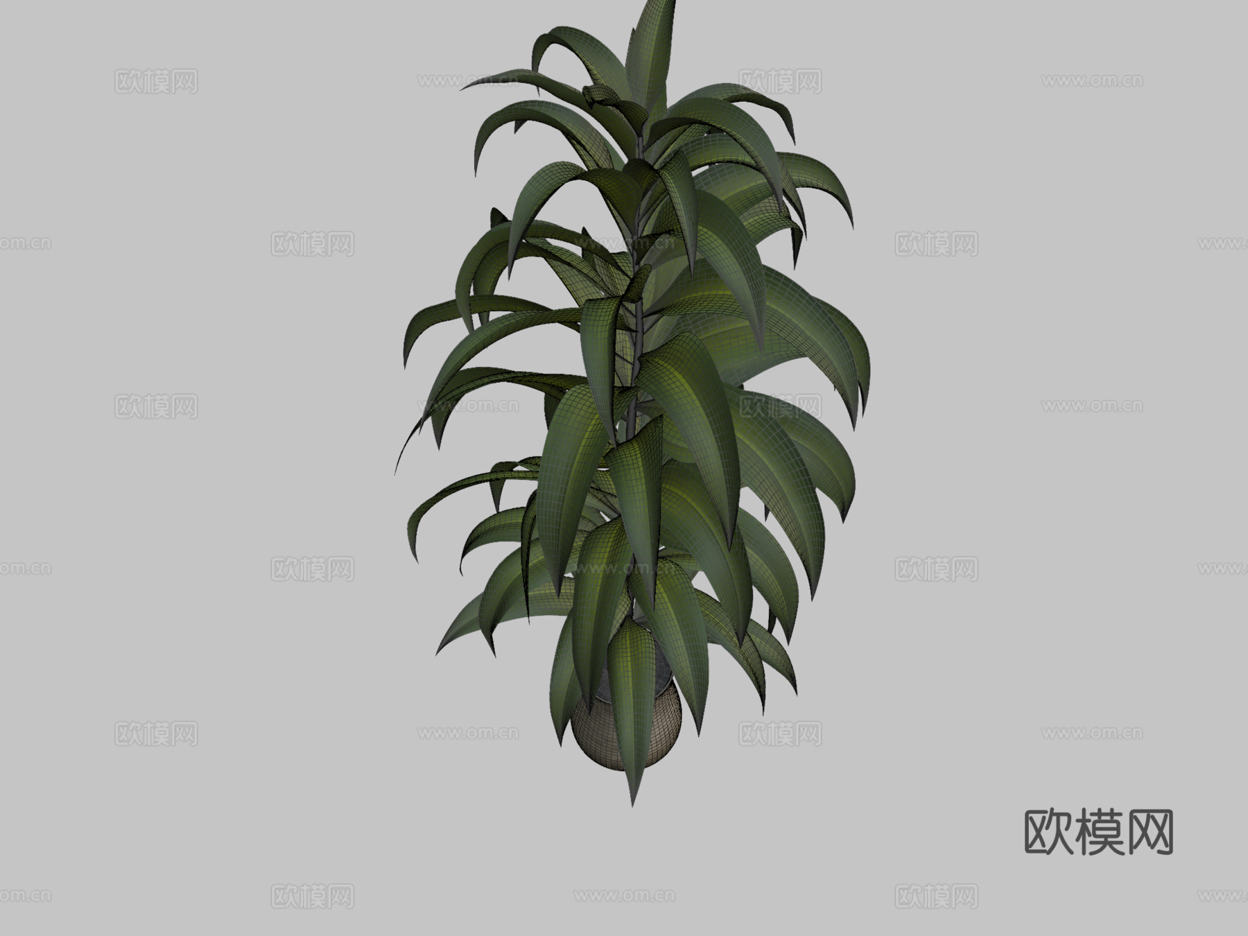 植物3d模型