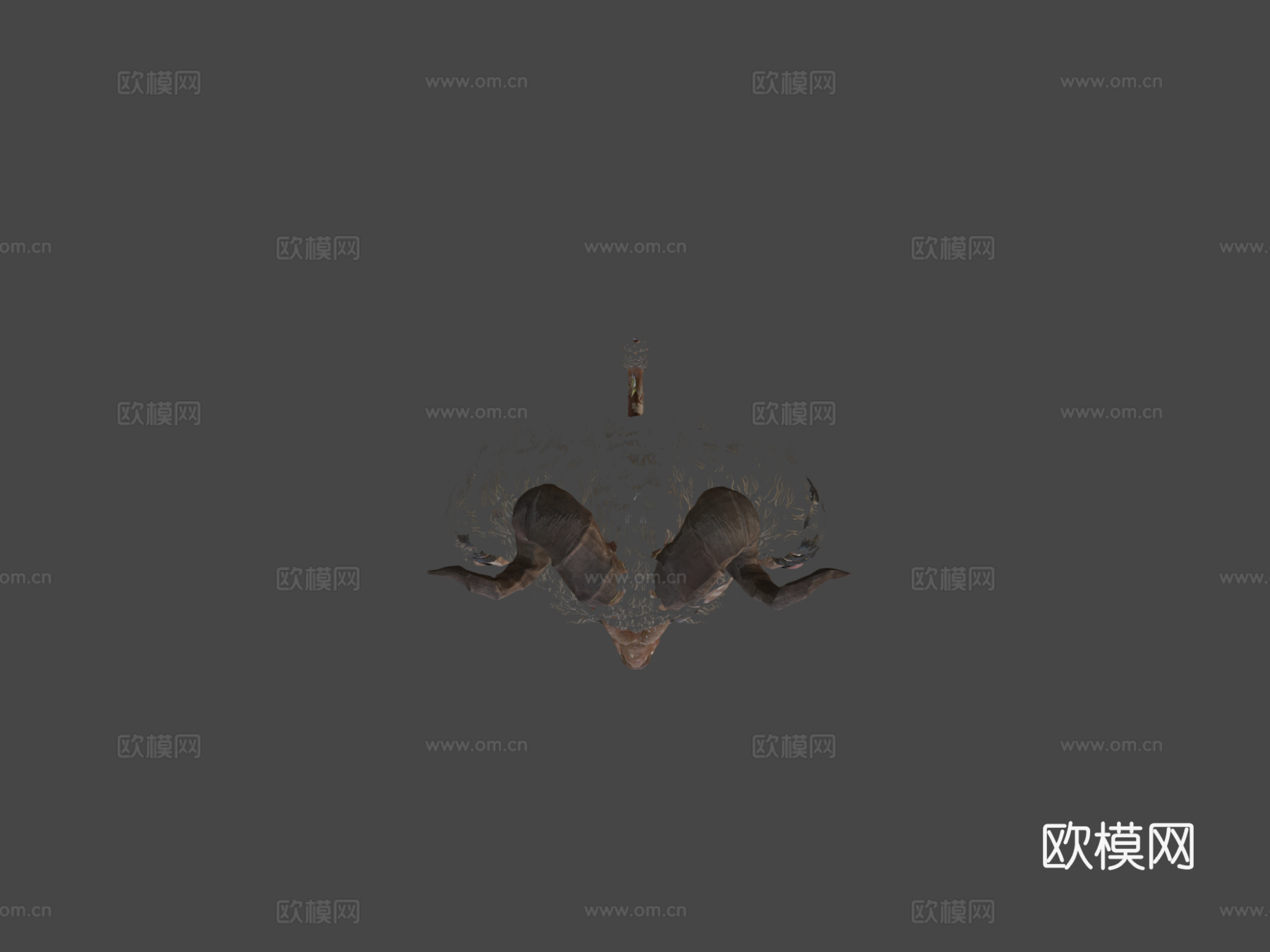 牛头山羊生物3d模型