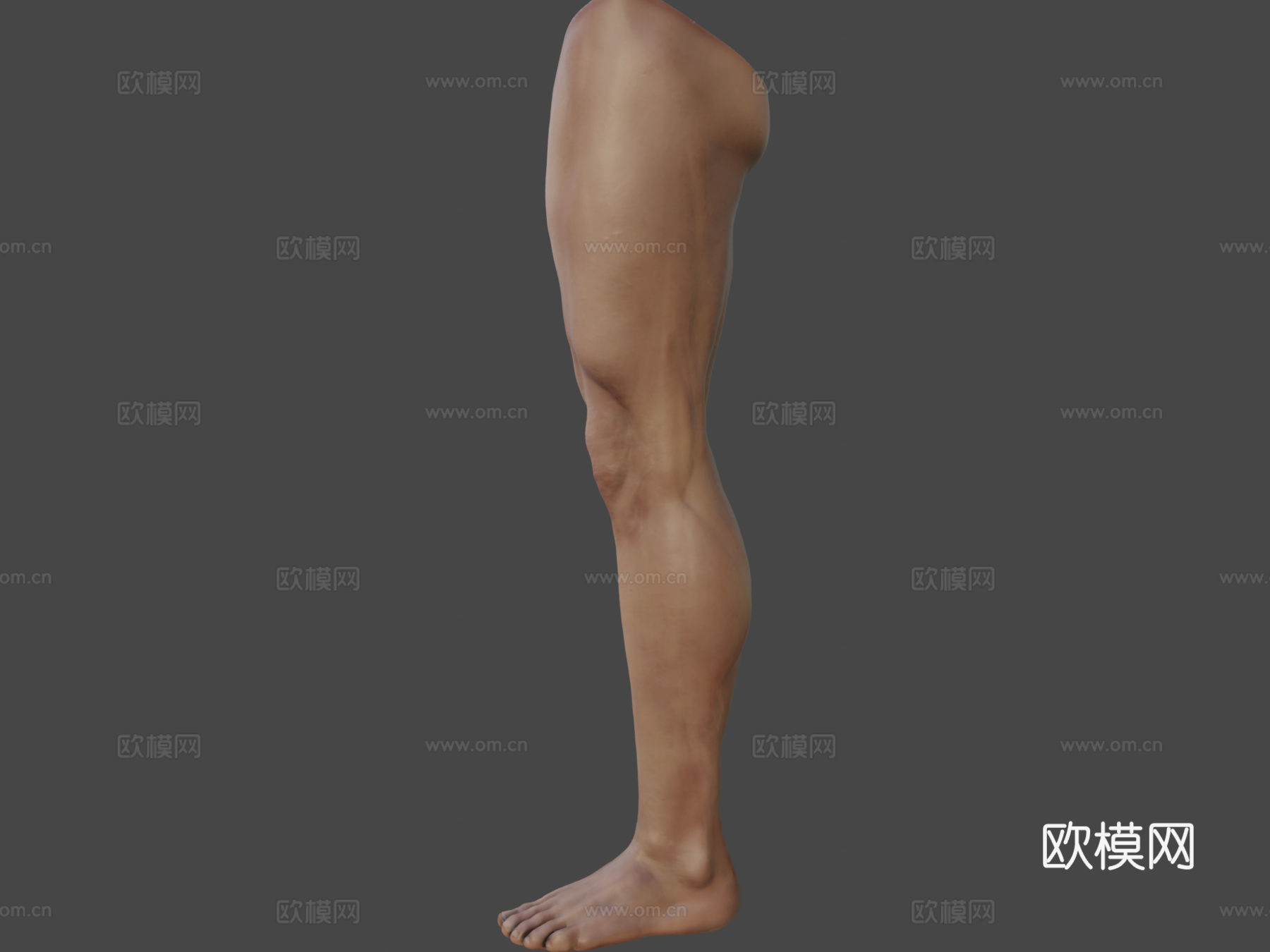 腿3d模型