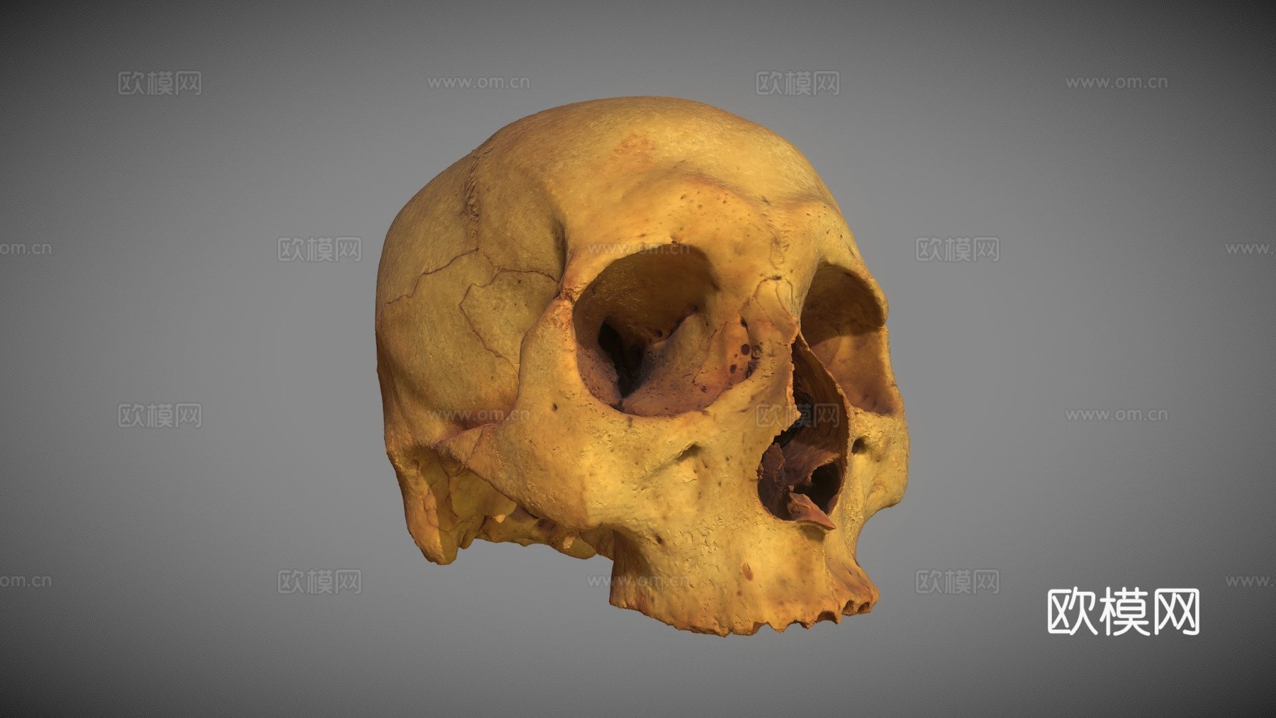 人类头骨3d模型