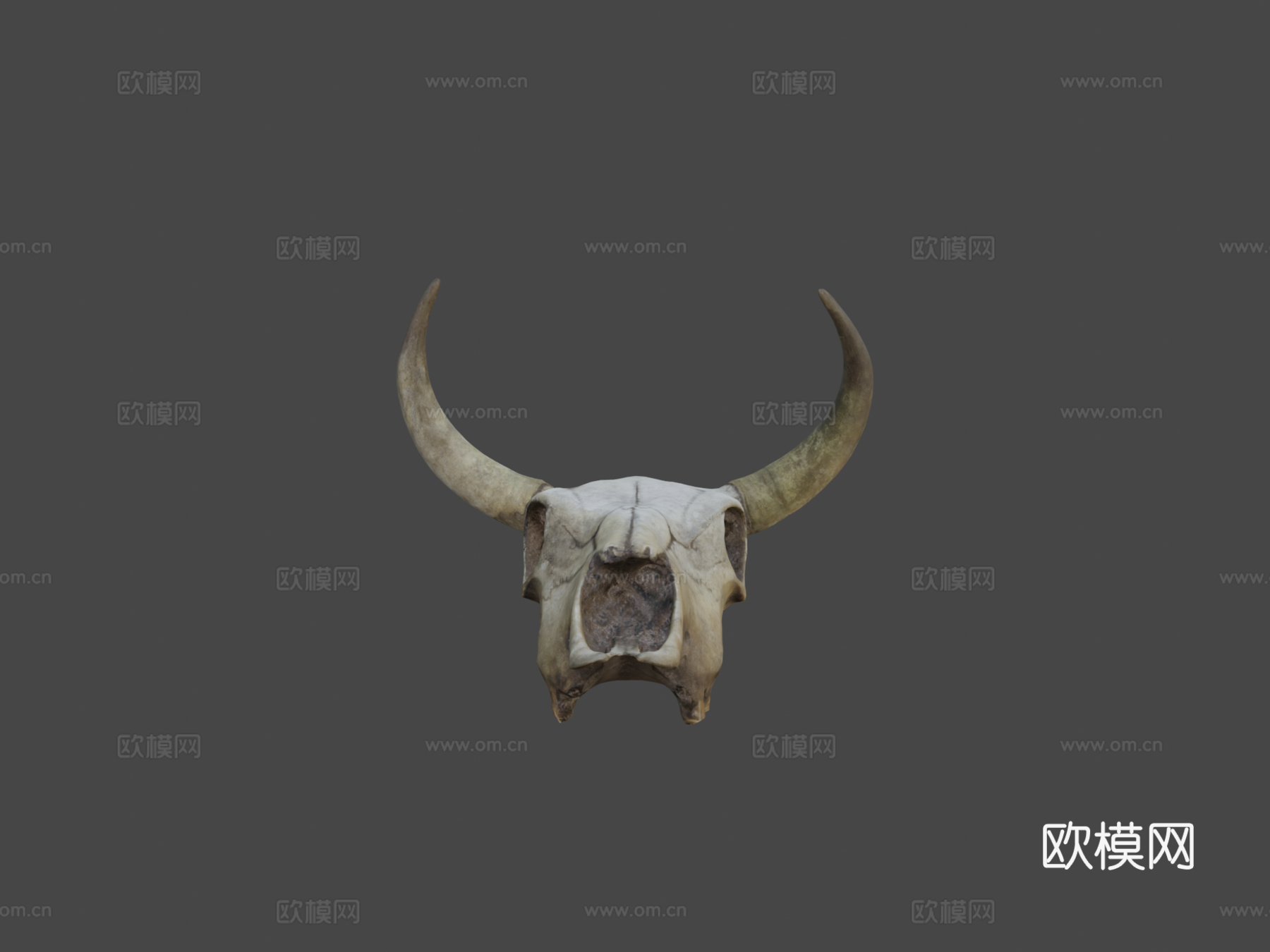 肮脏牛头骨3d模型