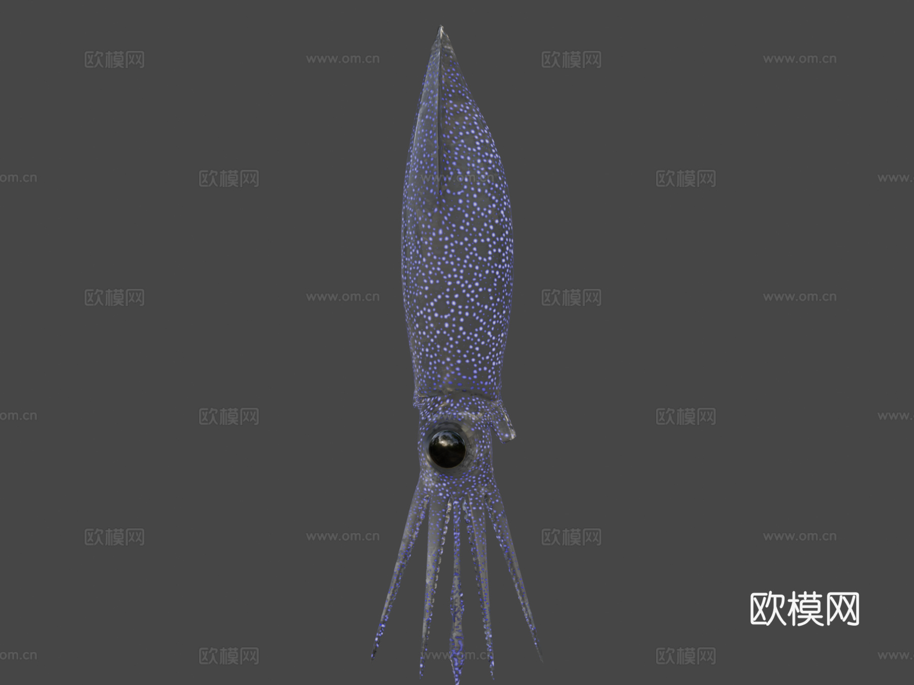 萤火鱿鱼3d模型