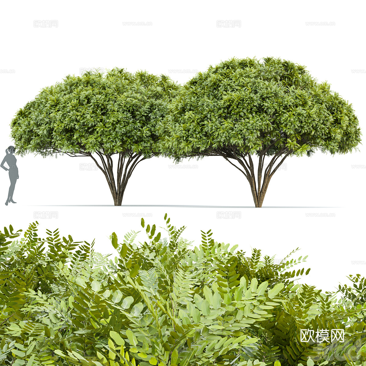 现代景观树 灌木3d模型