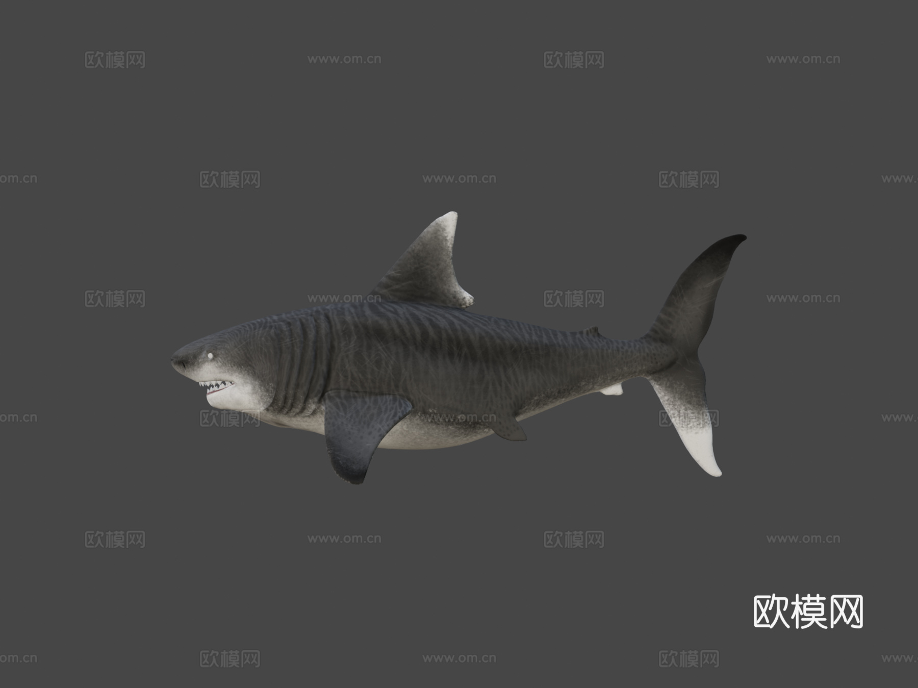 巨齿鲨3d模型