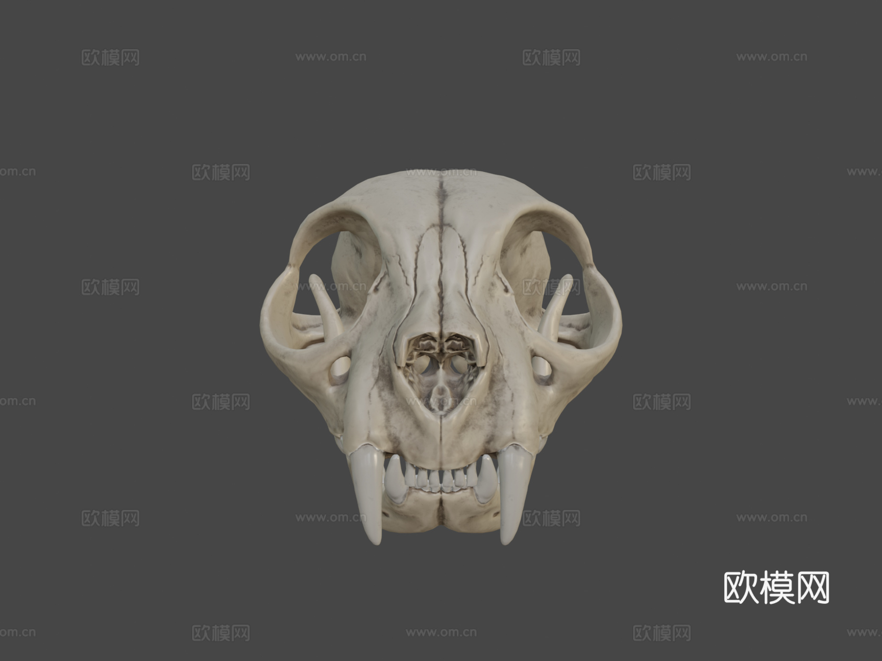 猫头骨3d模型