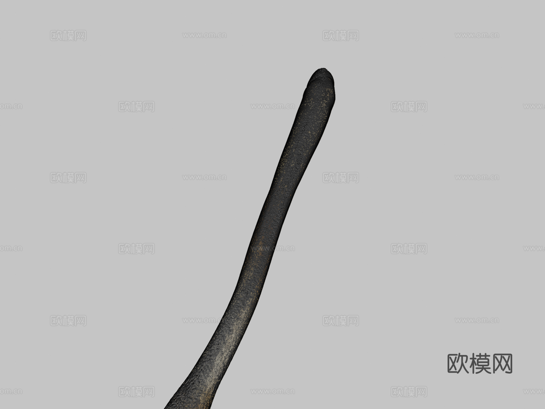 海象阴茎骨3d模型