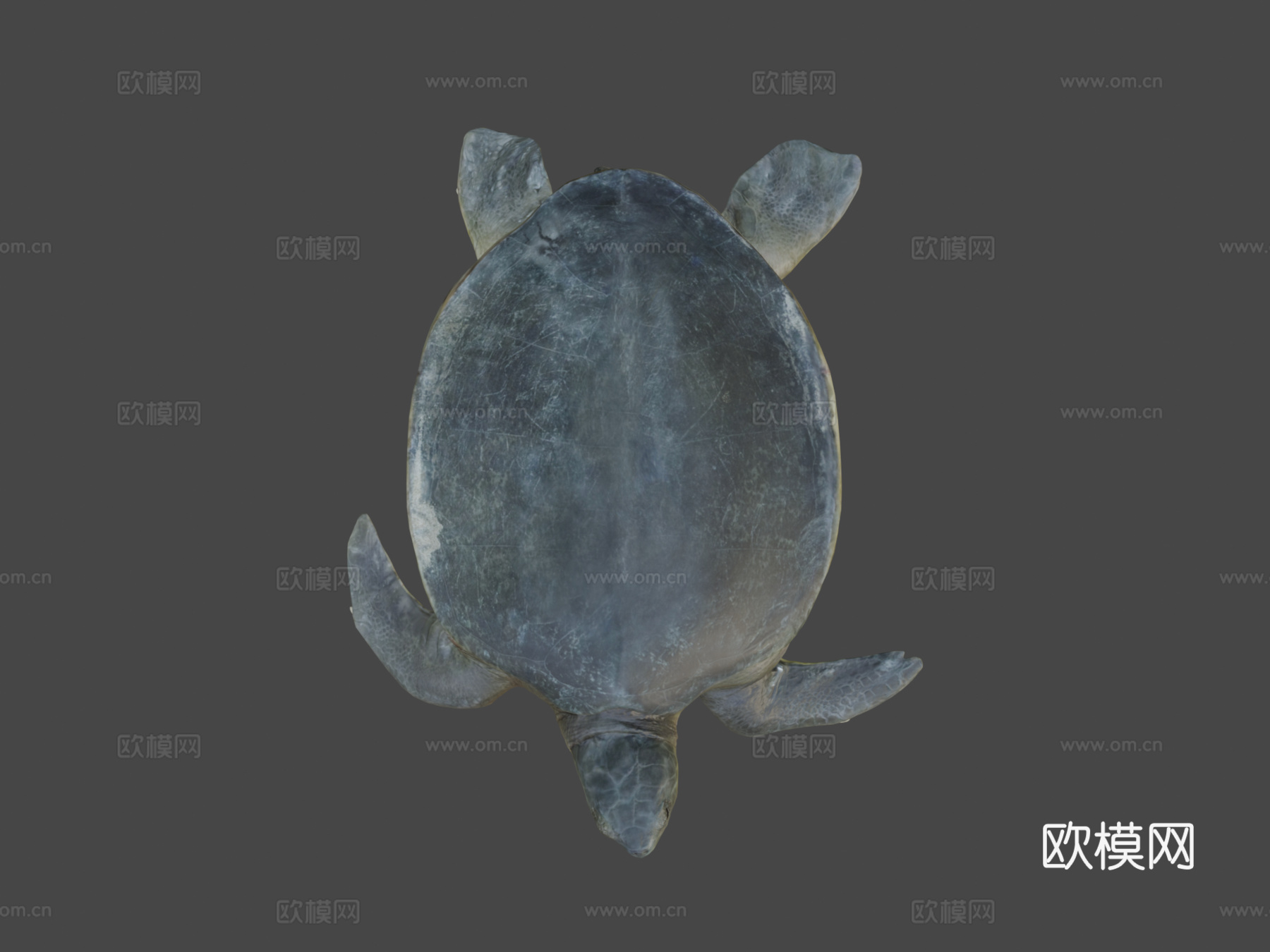 模型53A-平背海龟3d模型