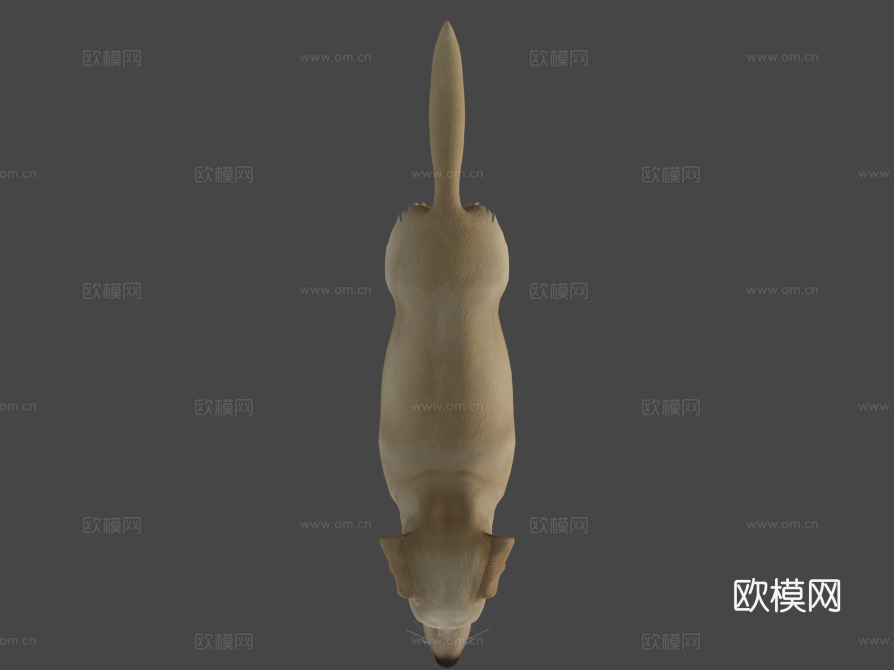 狗狗-拉布拉多v02版3d模型