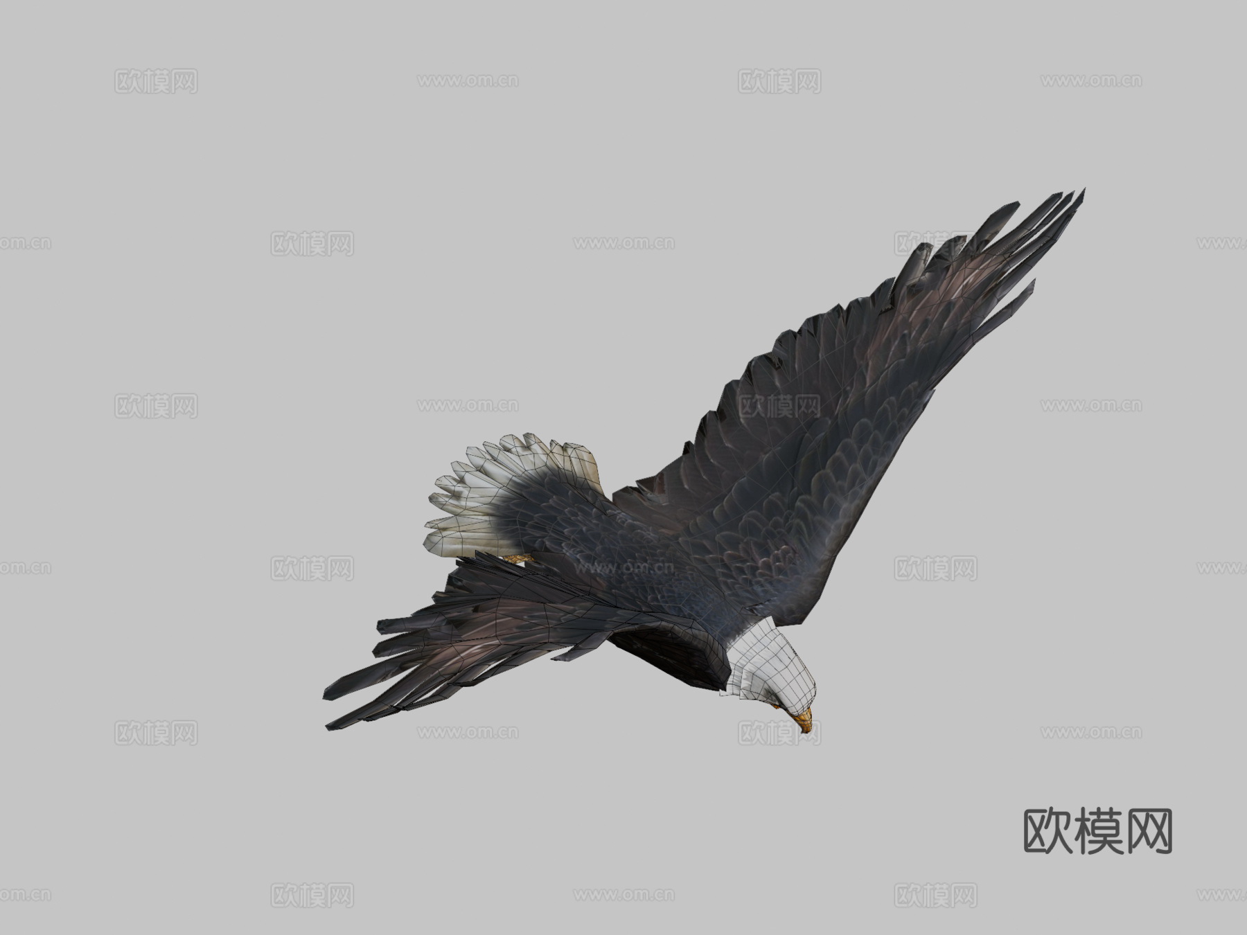 动画鹰3d模型
