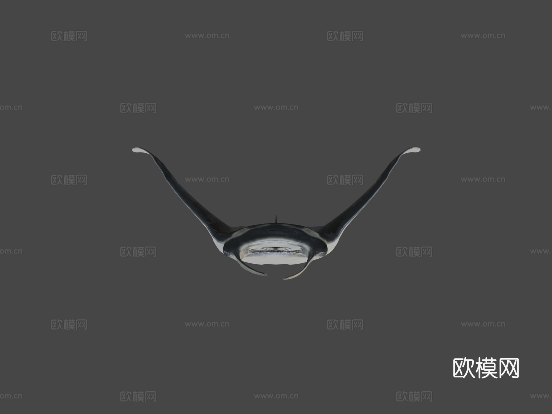蝠鲼3d模型
