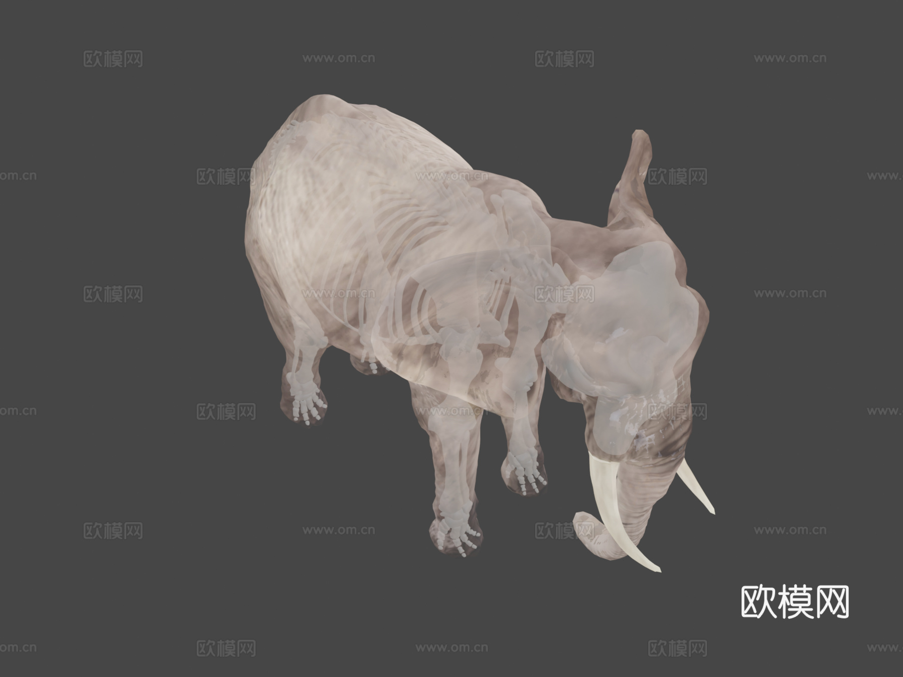 非洲象骨骼3d模型