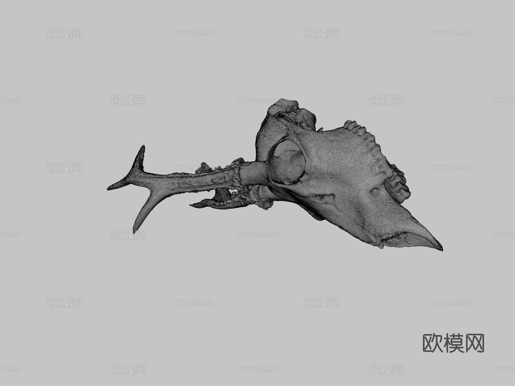 欣快鹿头骨3d模型