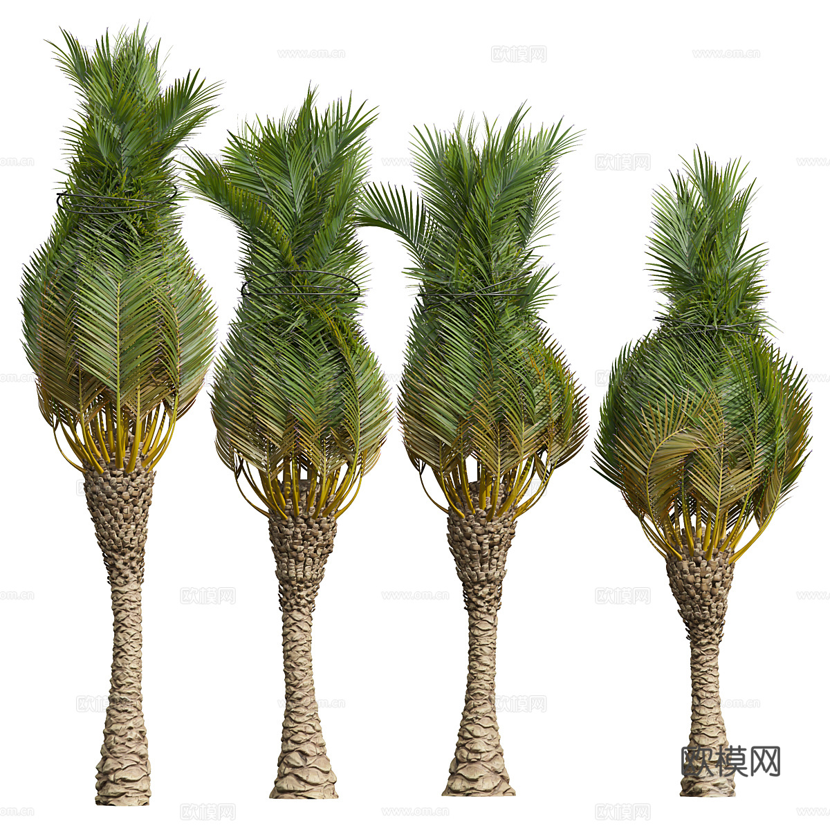 棕榈树3d模型