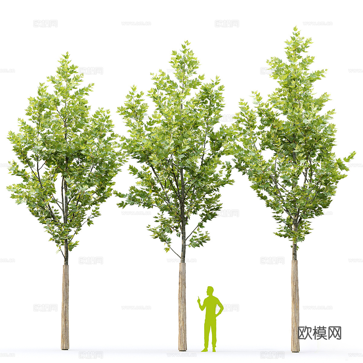 树 大树3d模型