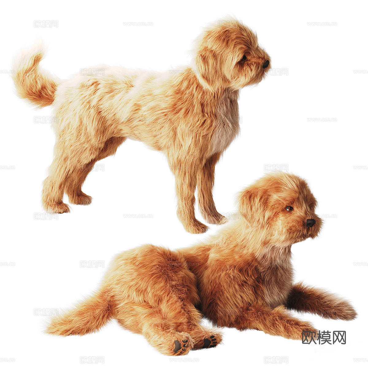宠物狗 小型家犬3d模型