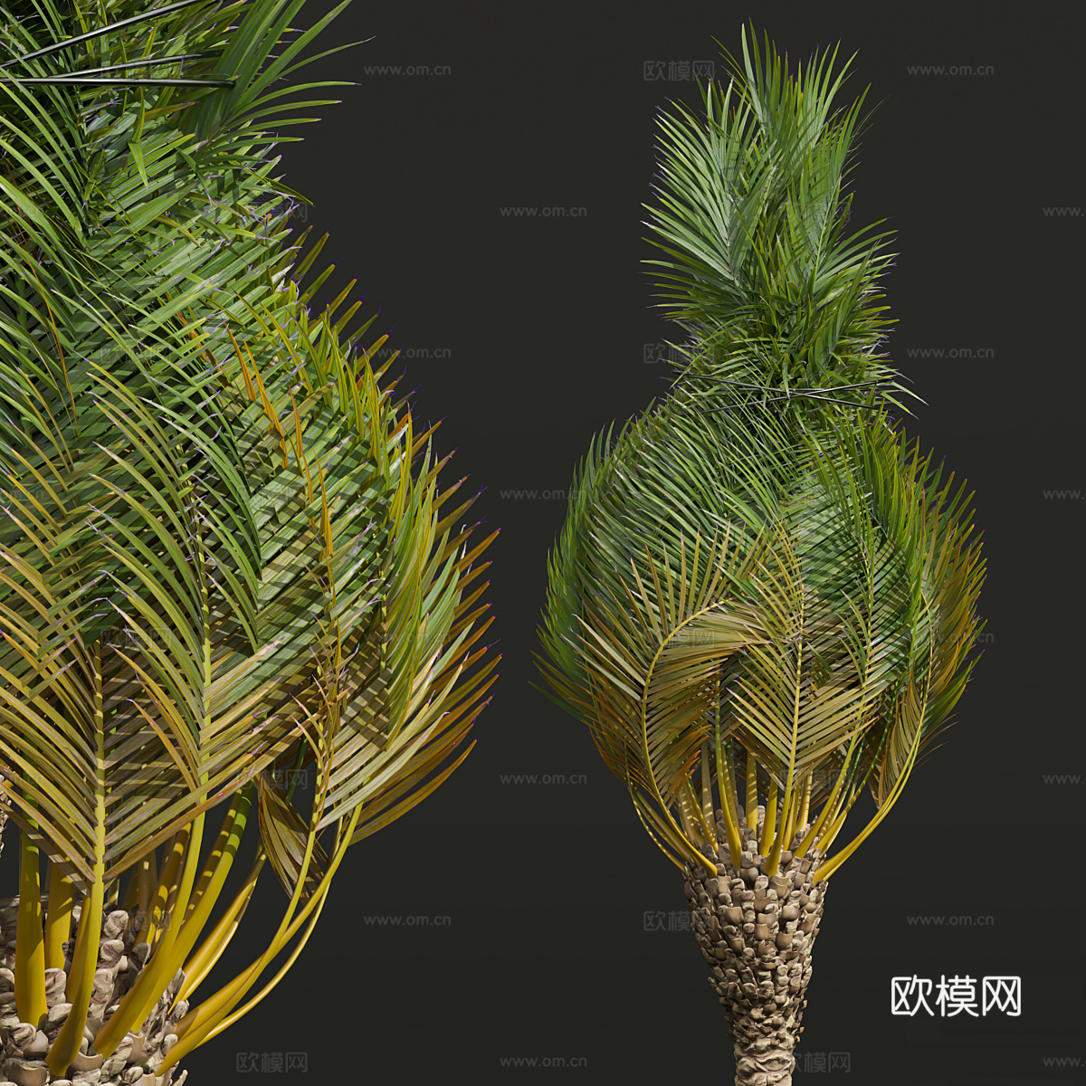 棕榈树3d模型