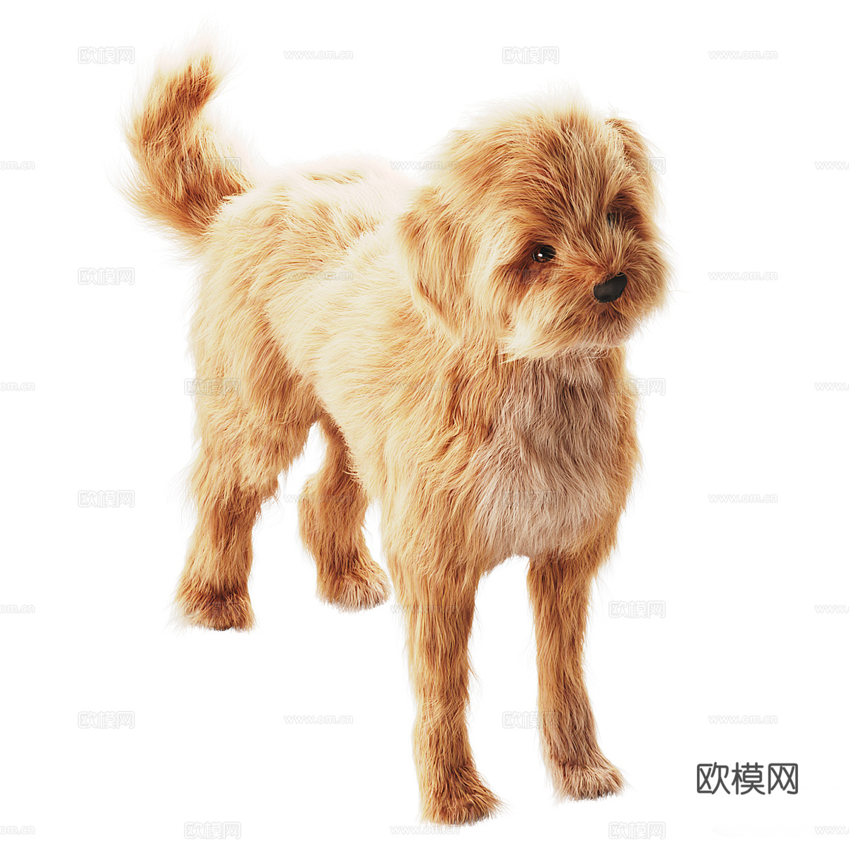 宠物狗 小型家犬3d模型