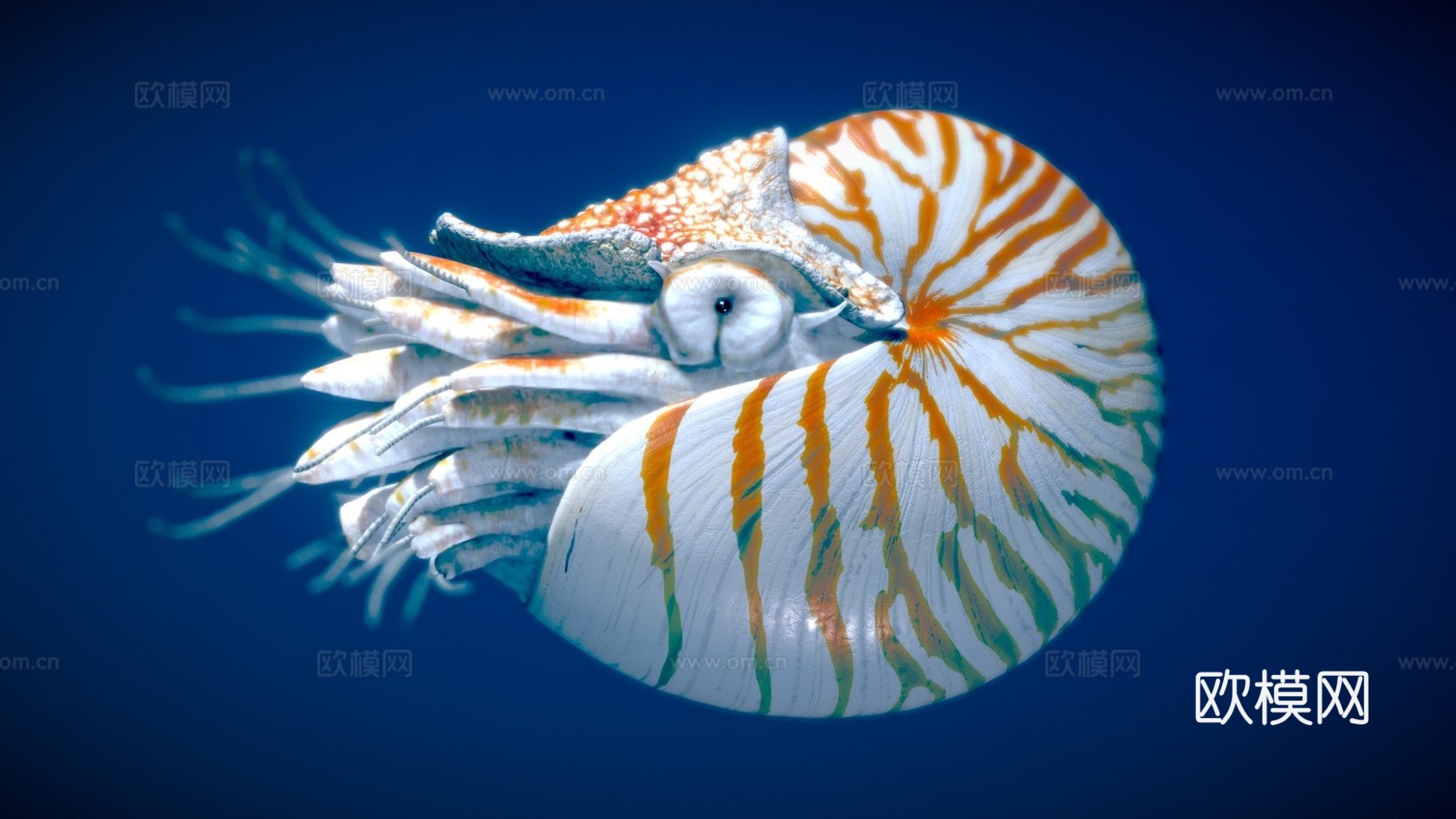 鹦鹉螺3d模型
