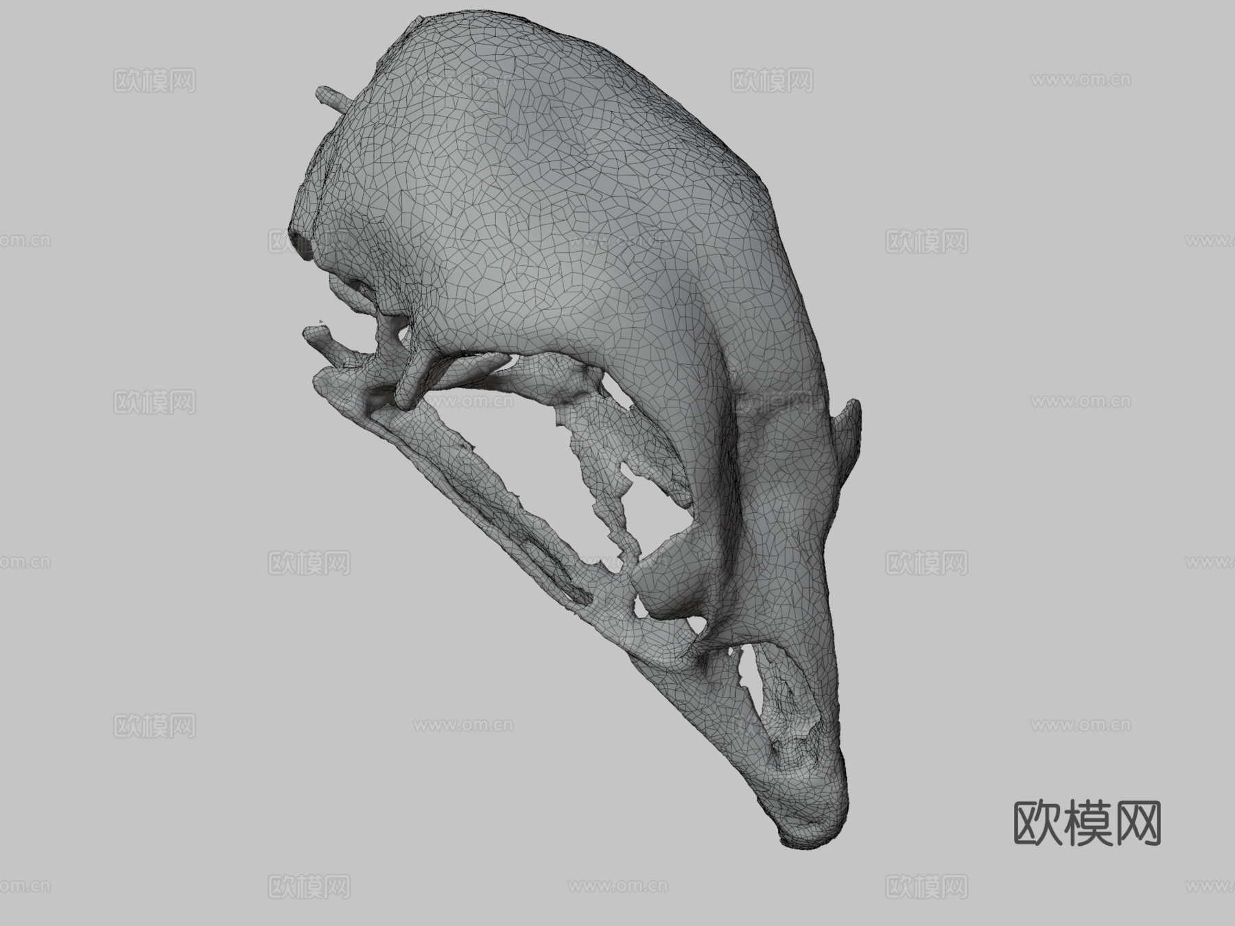 鸡头骨3d模型