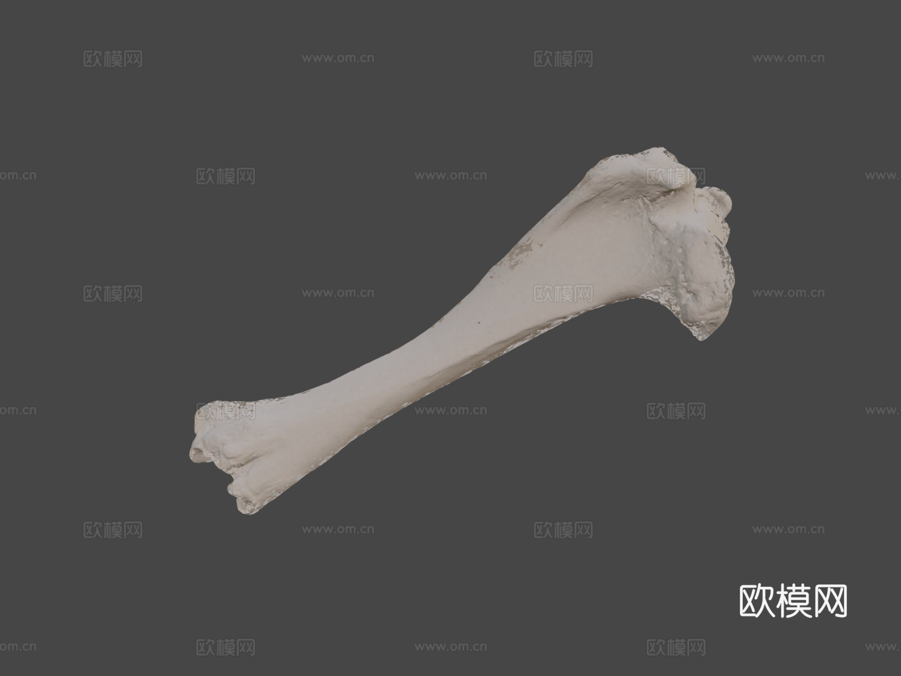 胫骨牛3d模型