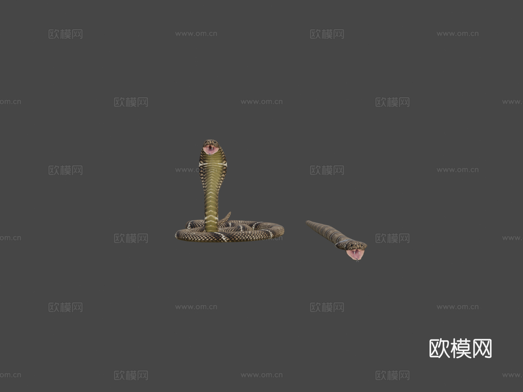 眼镜蛇3d模型