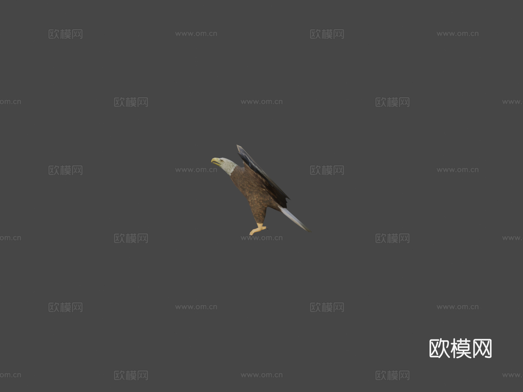 DRT-鸟类与小动物-鹰3d模型