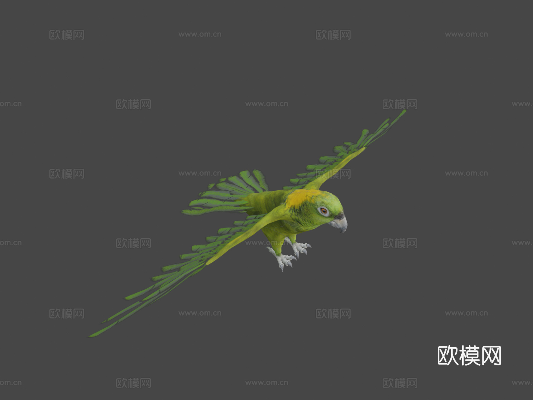 绿鹦鹉3d模型