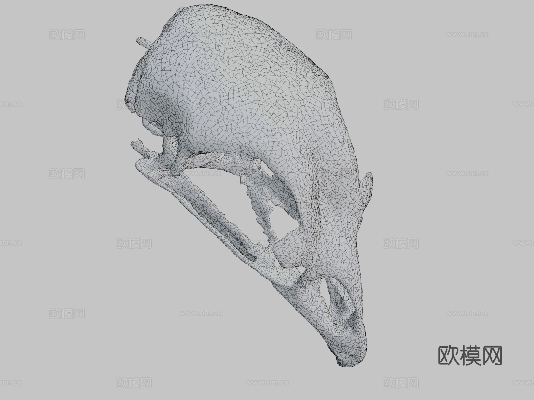 鸡头骨3d模型