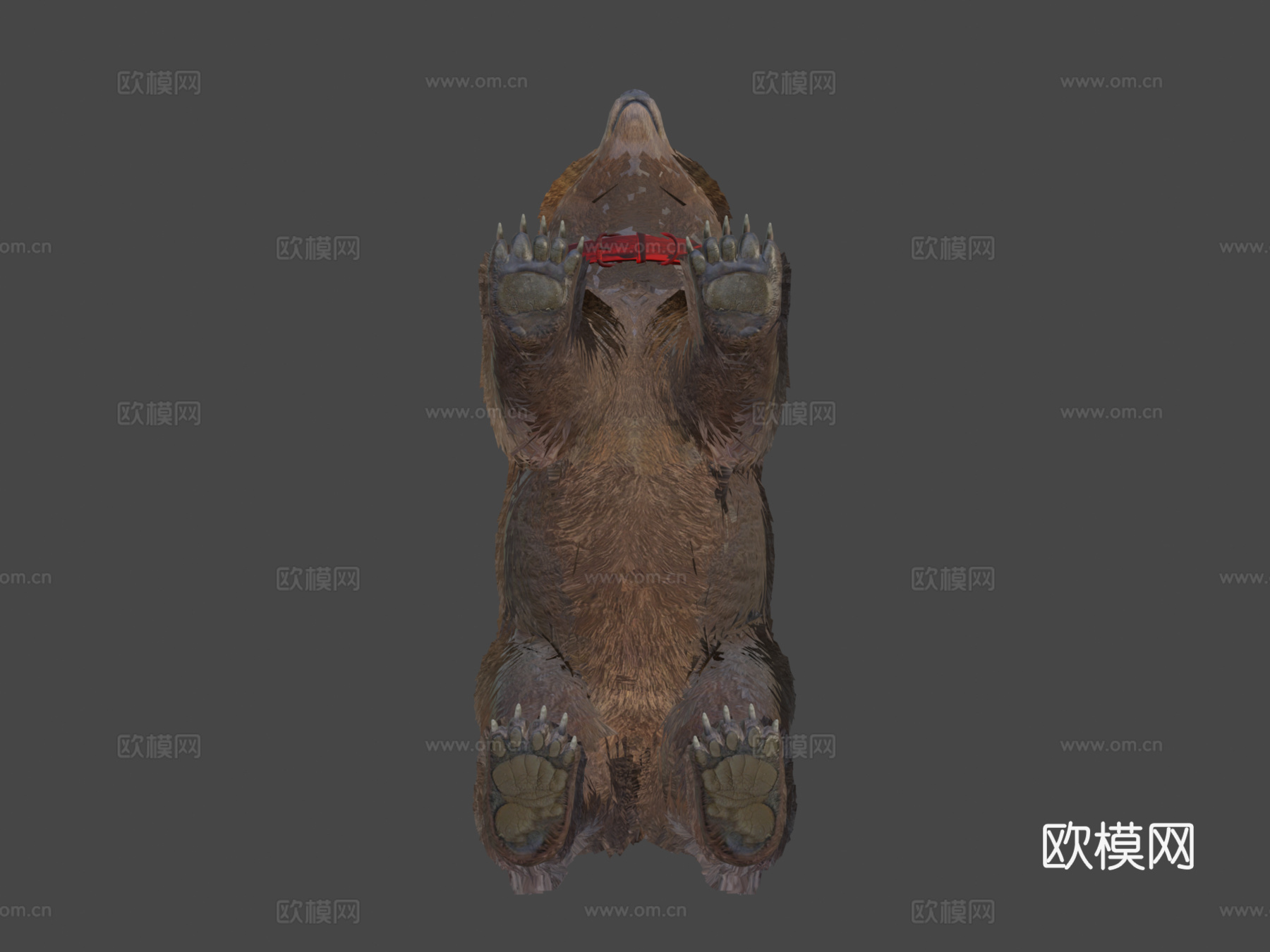 灰熊3d模型