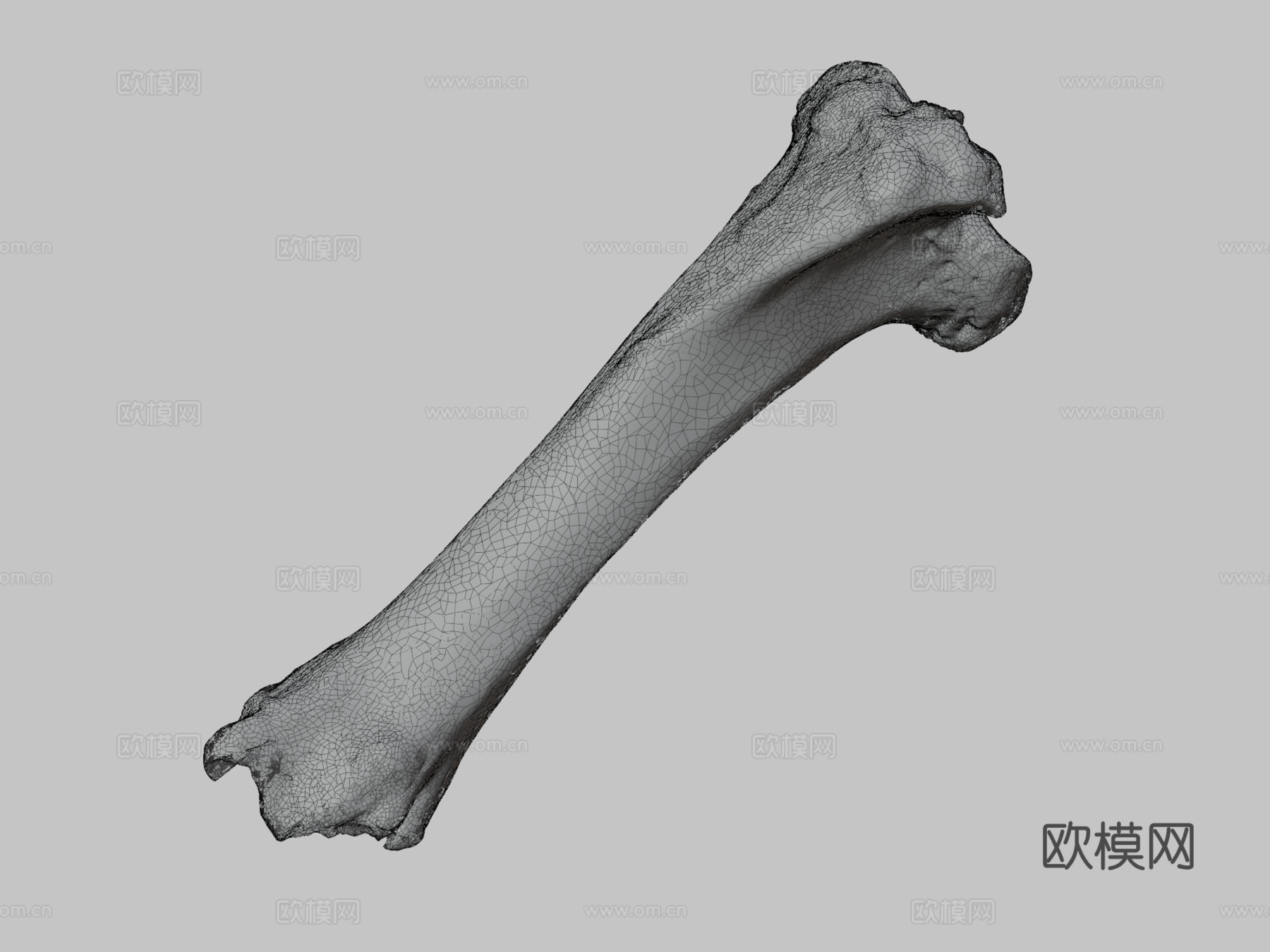胫骨牛3d模型