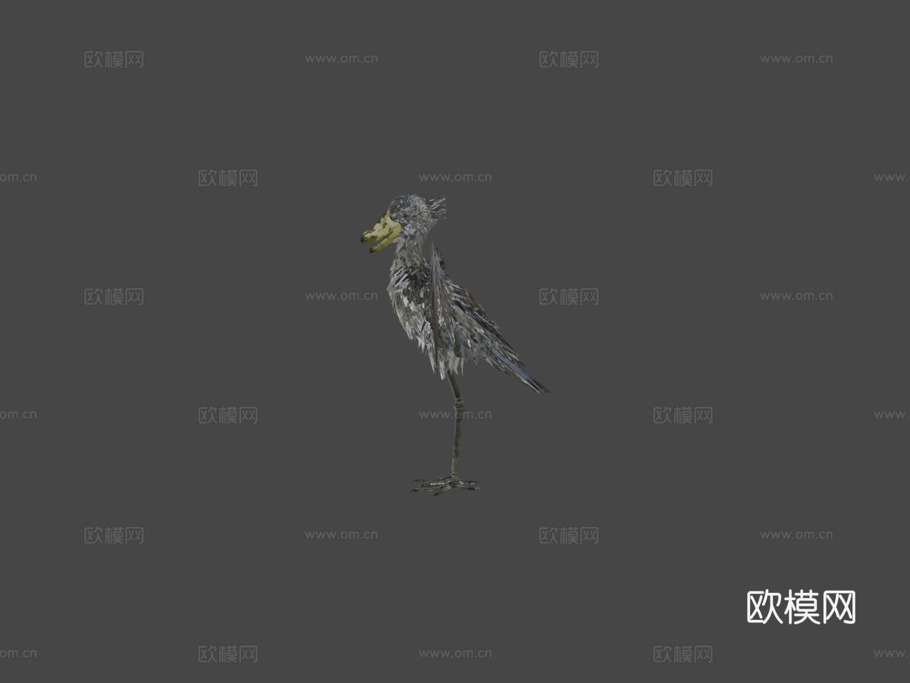 鲸头鹳3d模型