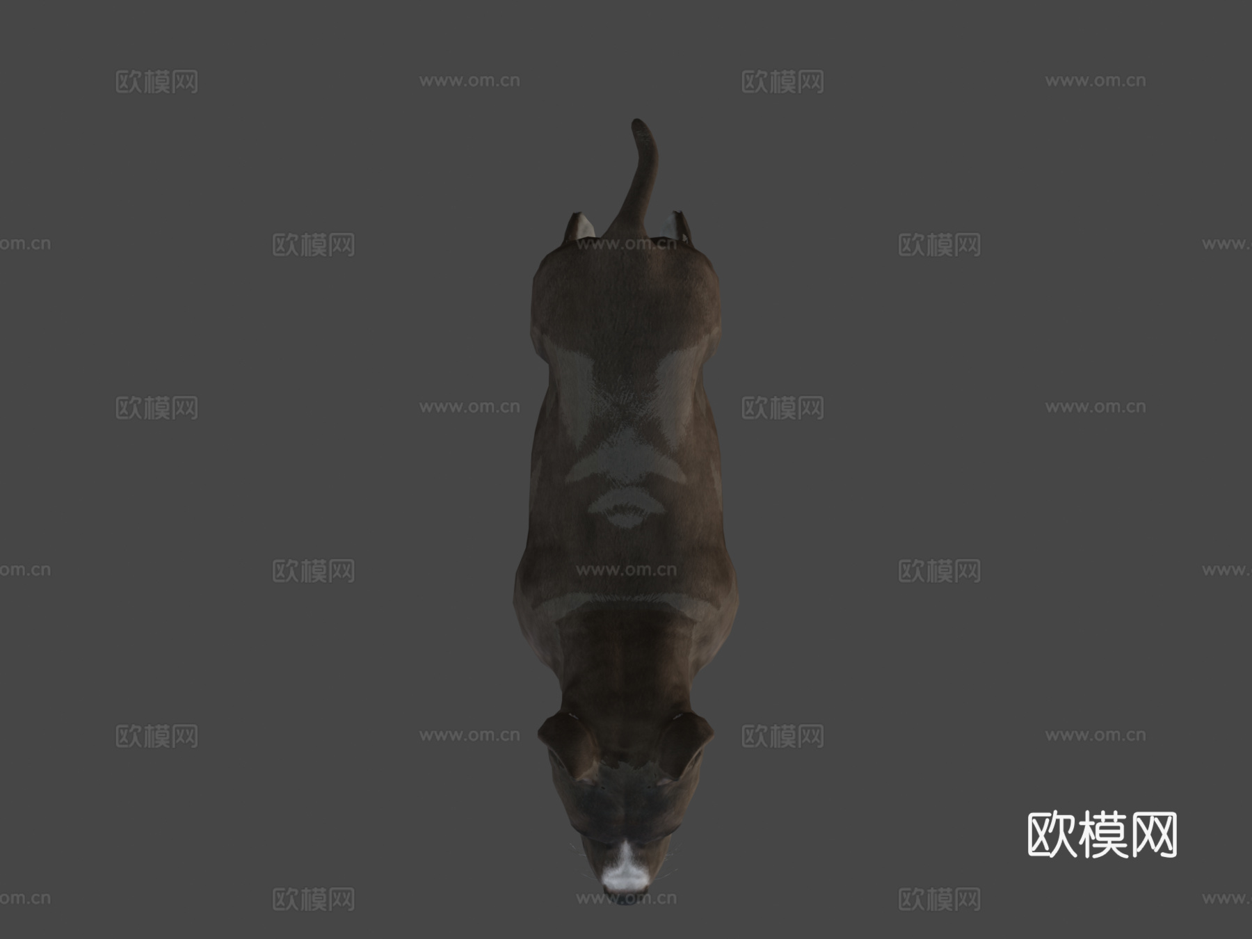 狗-比特犬3d模型