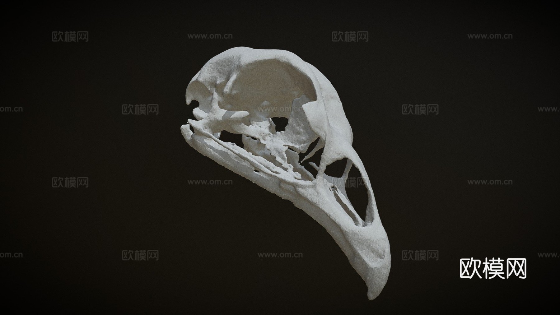 鸡头骨3d模型
