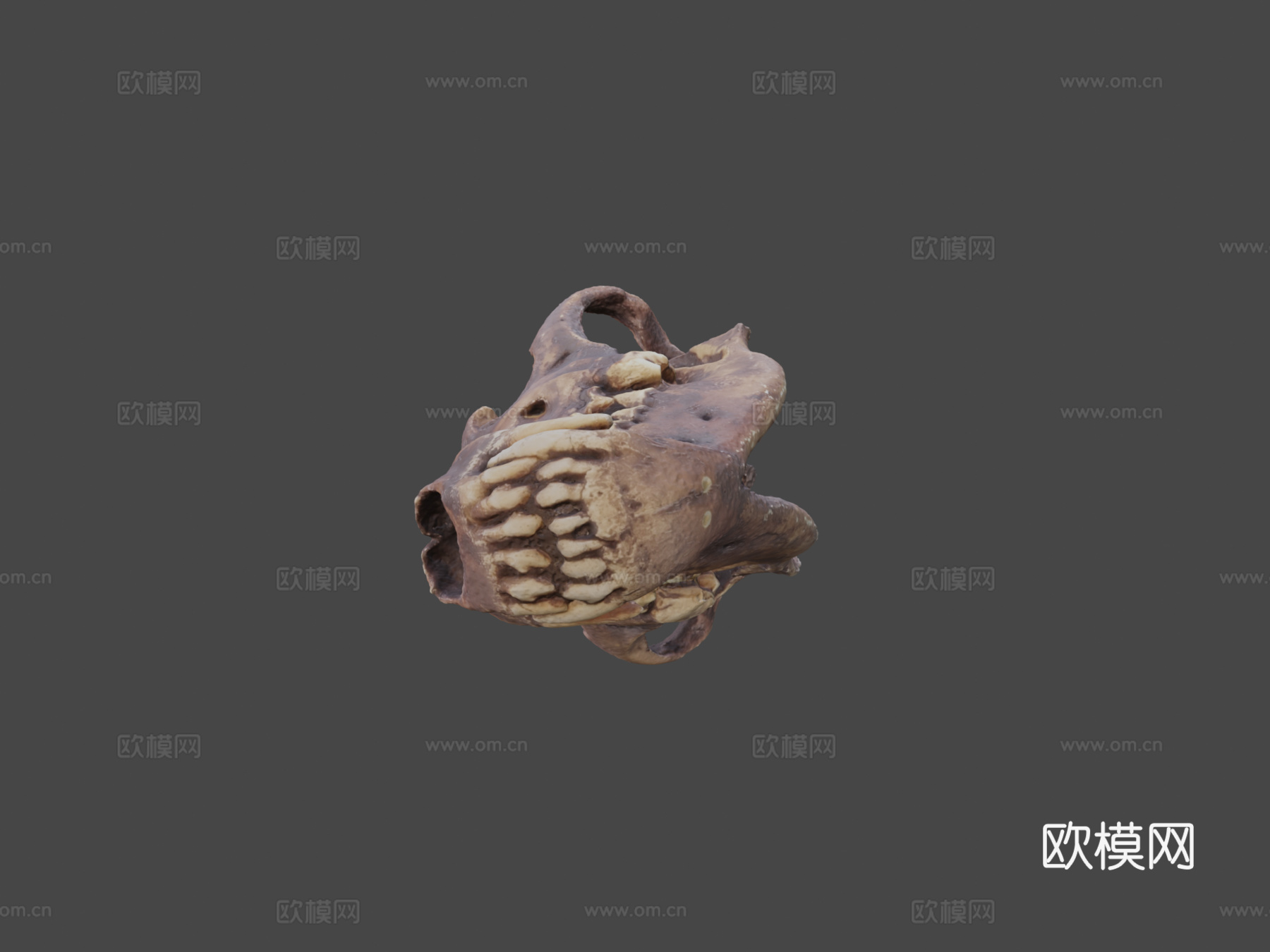 恐狼头骨3d模型