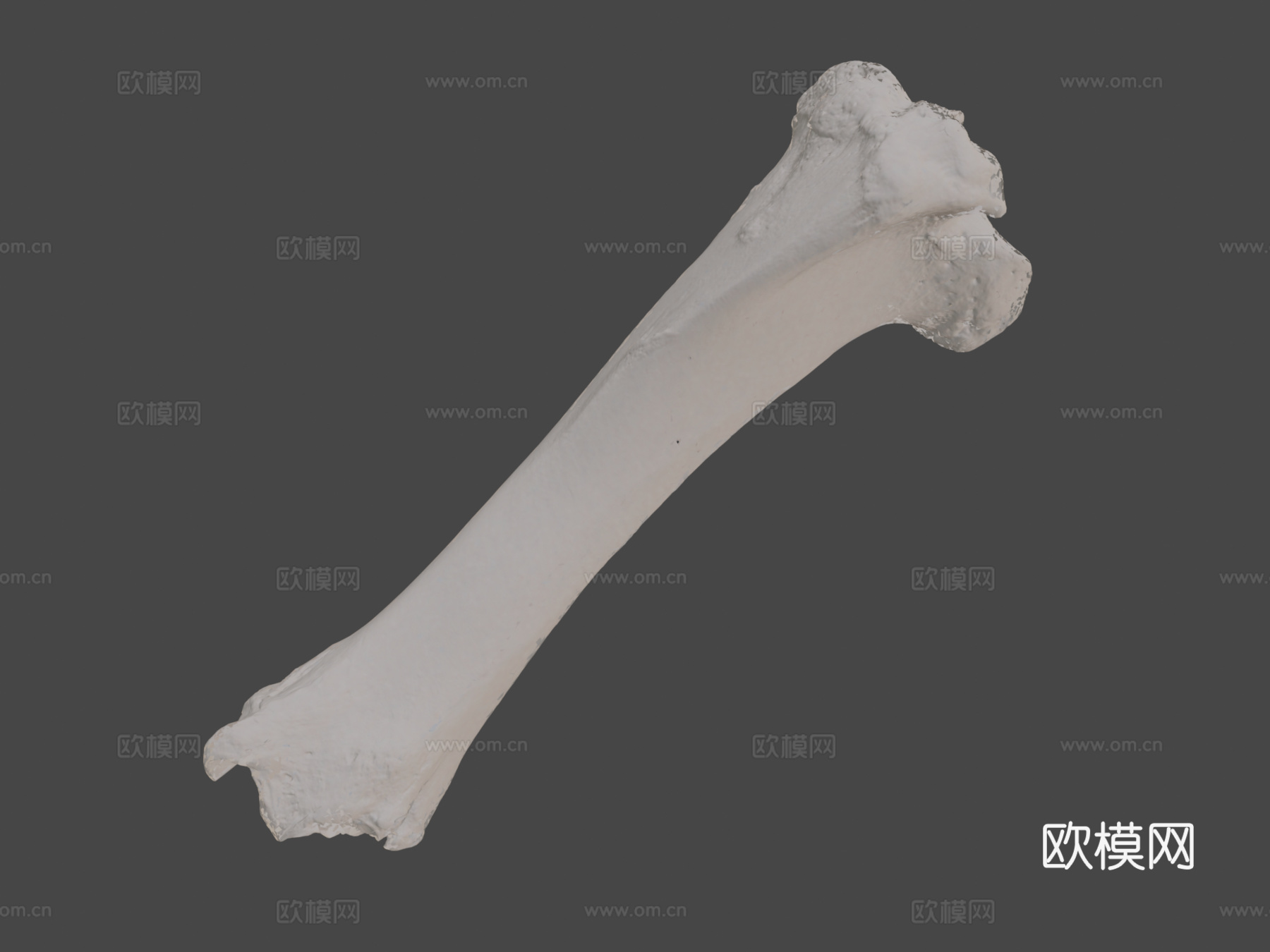 胫骨牛3d模型
