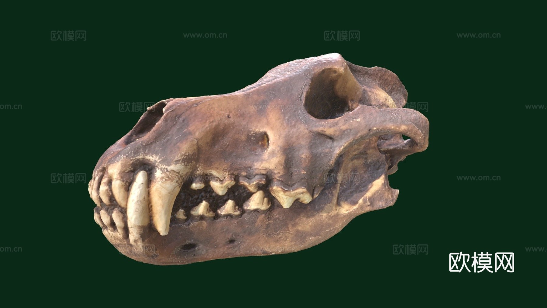 恐狼头骨3d模型