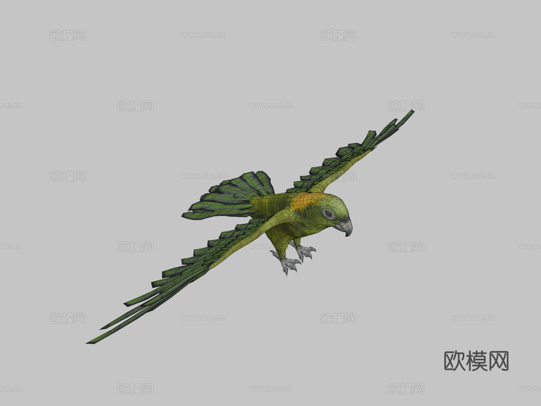 绿鹦鹉3d模型