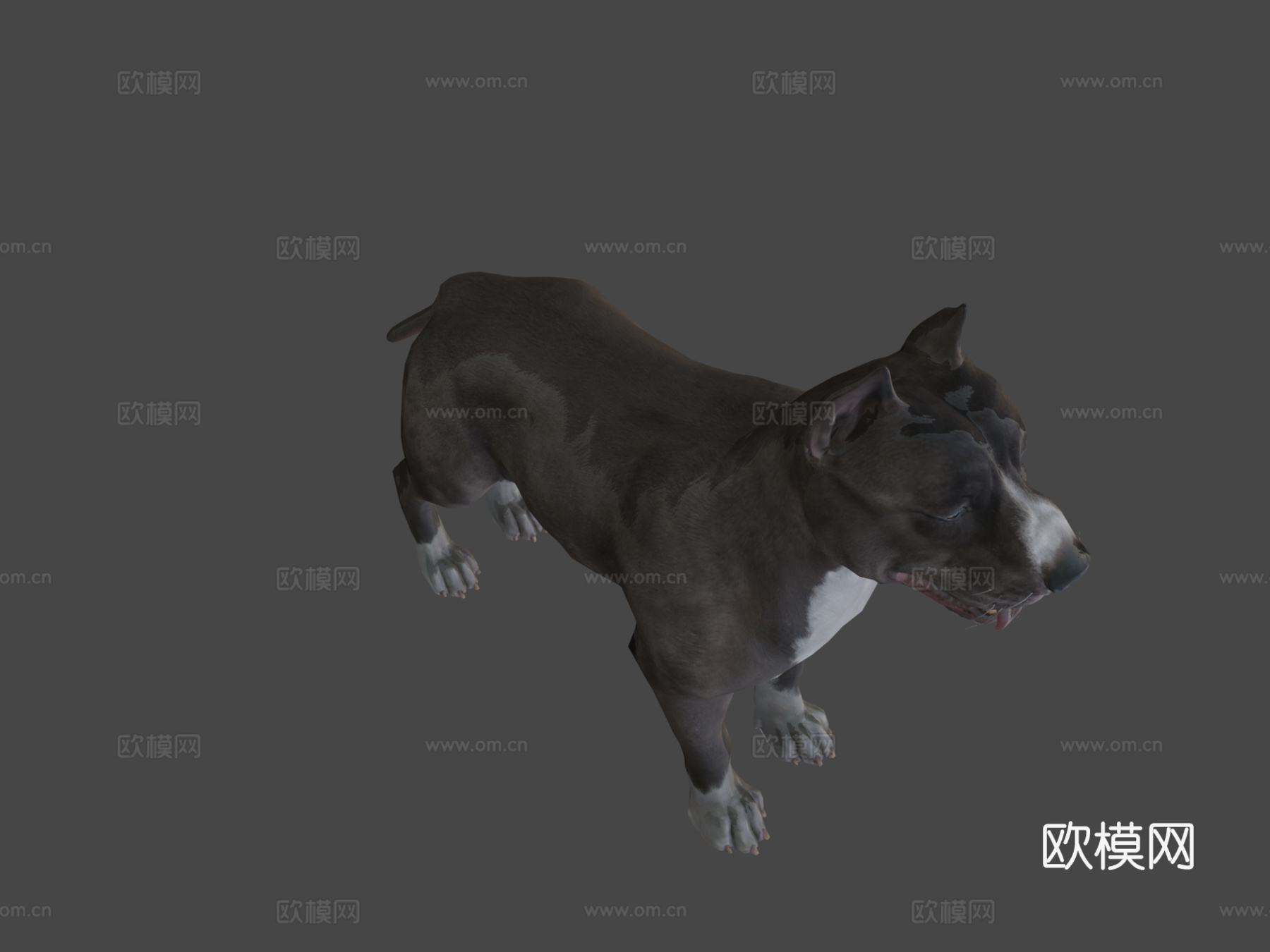 狗-比特犬3d模型