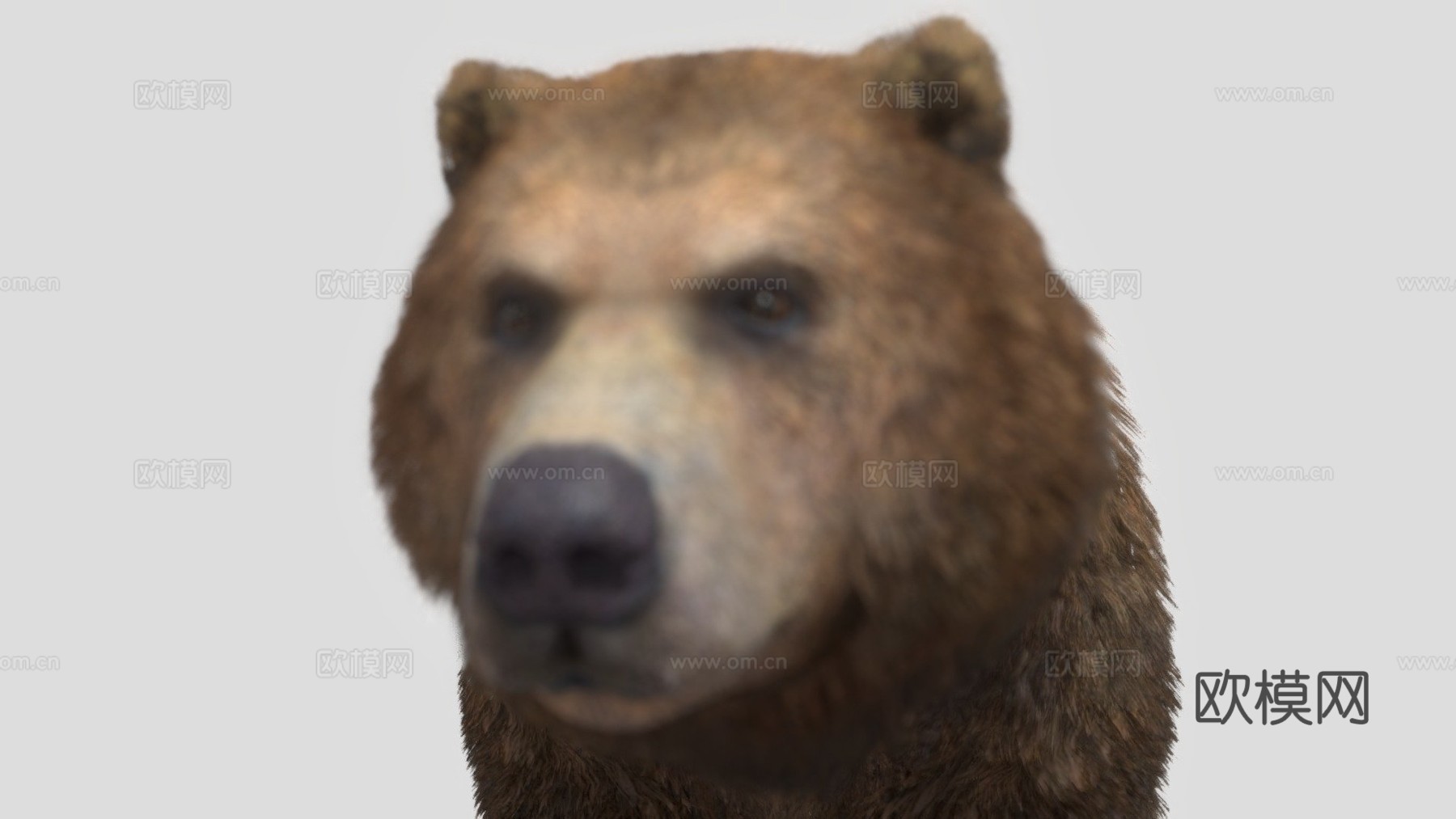 灰熊3d模型