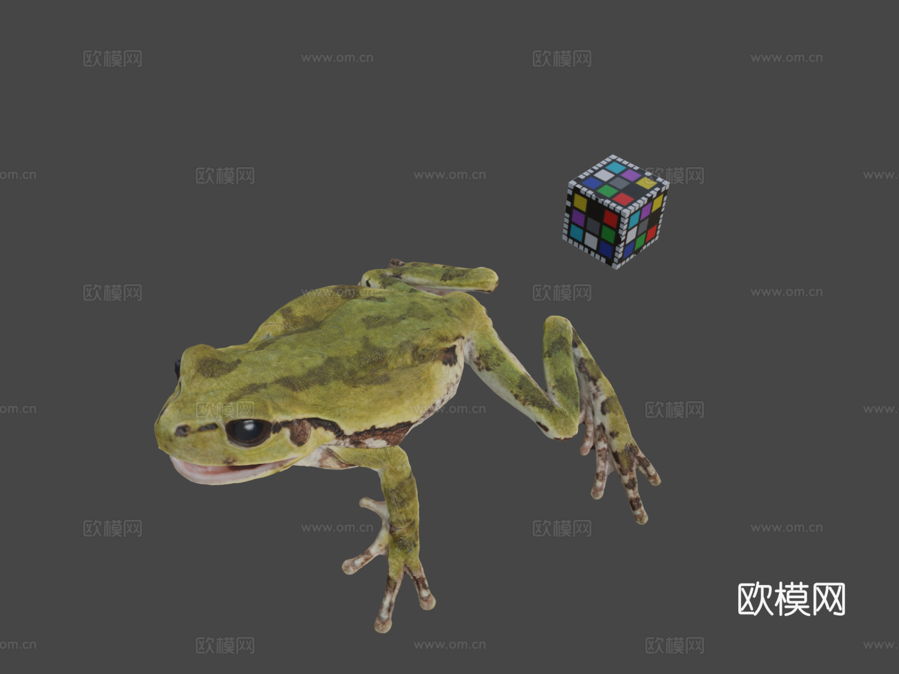 CC0日本树蛙?日本树蛙，D.japonicus3d模型