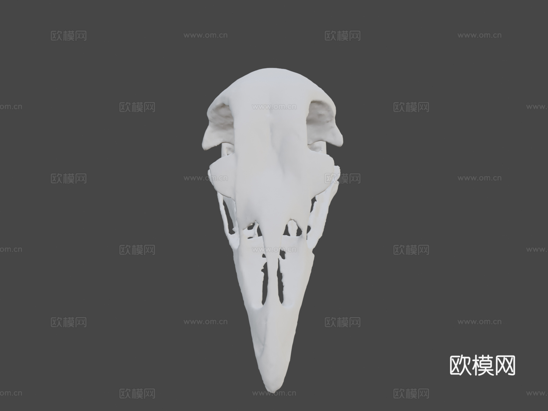 鸡头骨3d模型